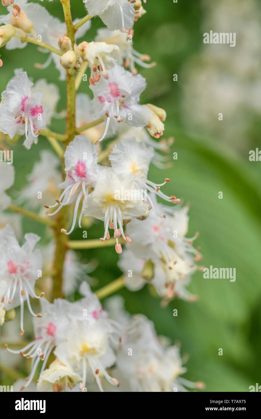 Macro close-up of Horse Chestnut / Aesculus hippocastanum flowers in May. Once used as a medicinal plant in herbal remedies. Stock Photo