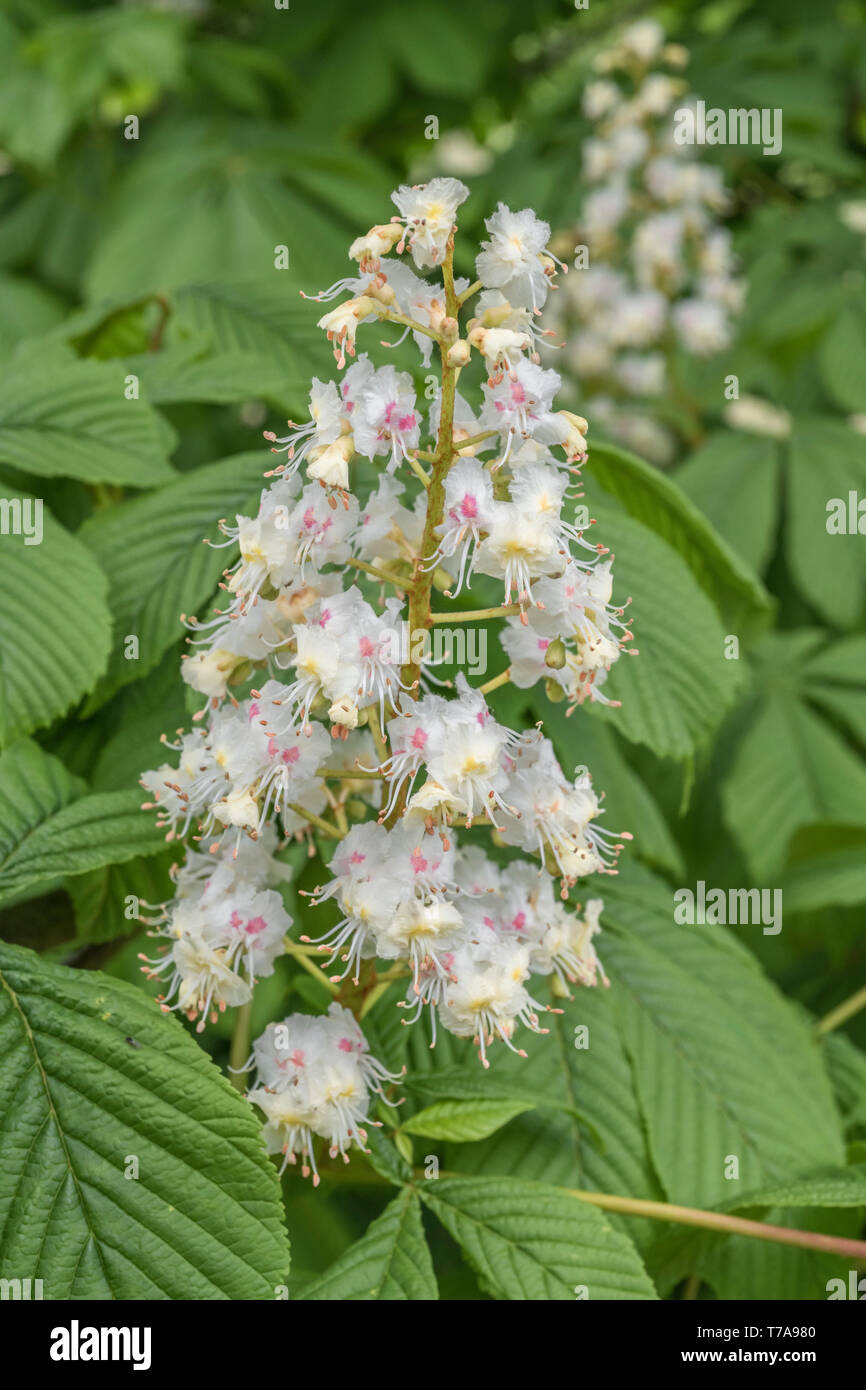 Macro close-up of Horse Chestnut / Aesculus hippocastanum flowers in May. Once used as a medicinal plant in herbal remedies. Stock Photo