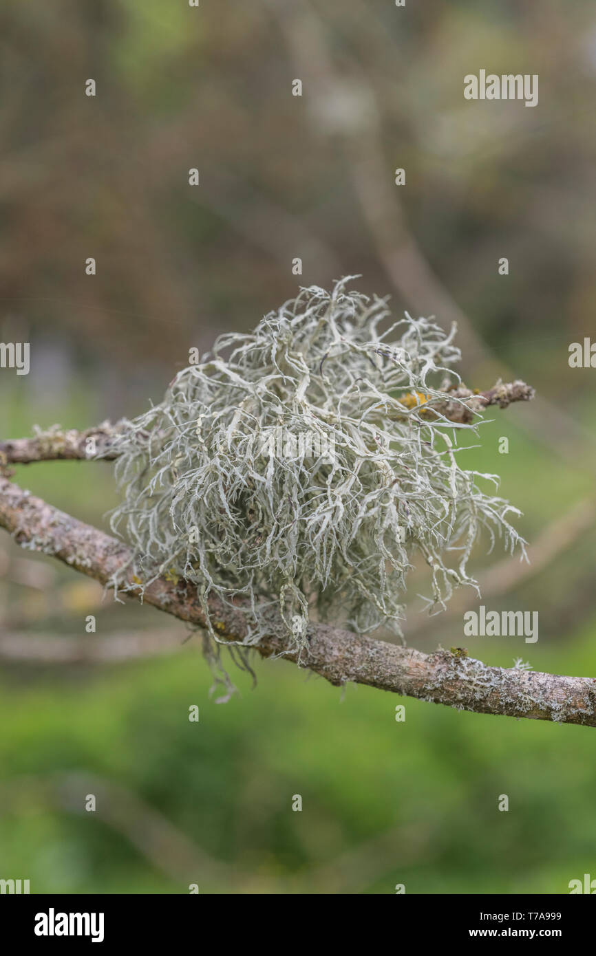 Pale green fruticose lichen thallus on tree twigs. Possibly Usnea or Ramalina species. Apparently a sign of clean air Stock Photo