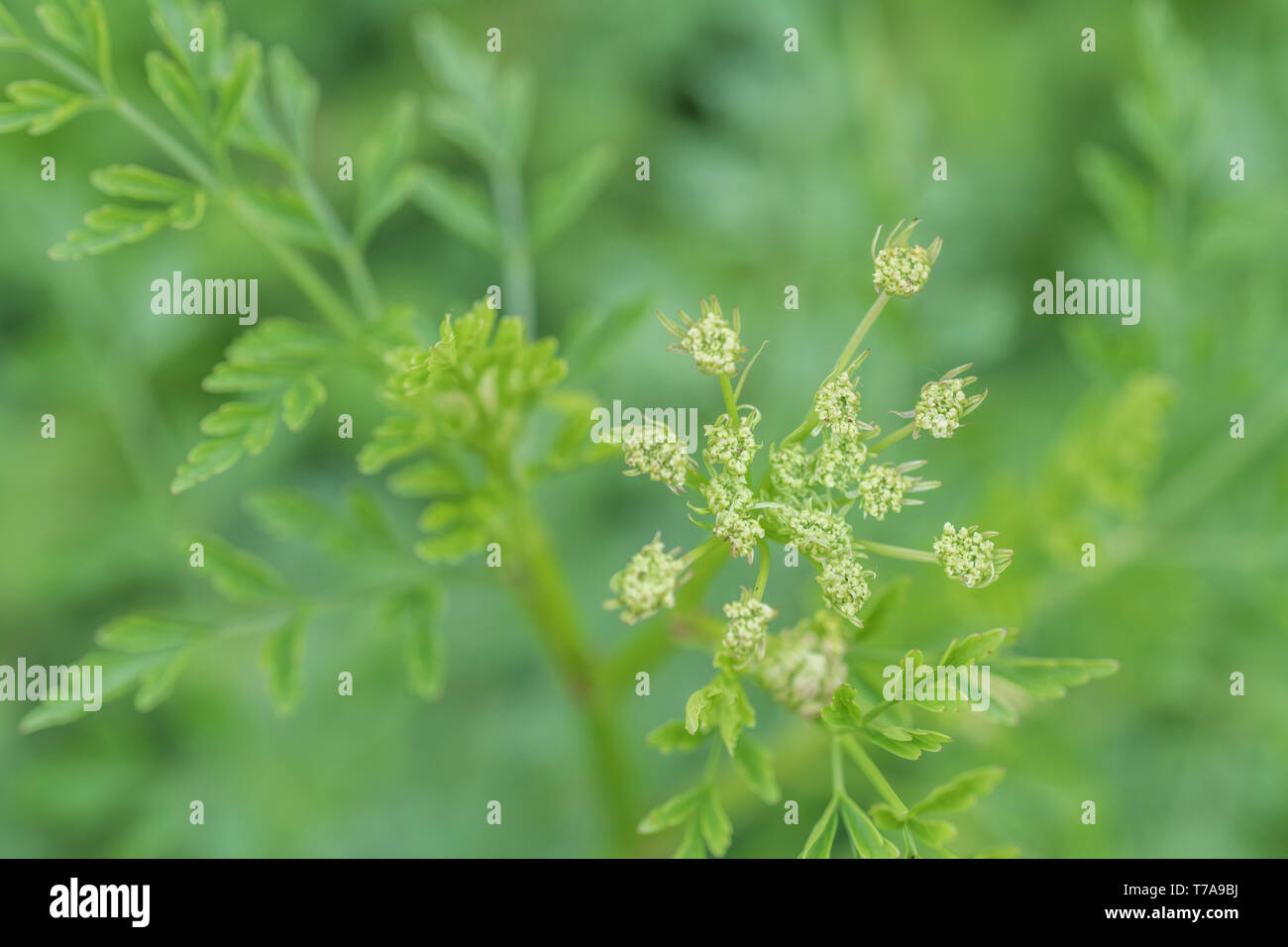 Macro of Springtime flower buds of Hemlock WaterDropwort / Oenanthe