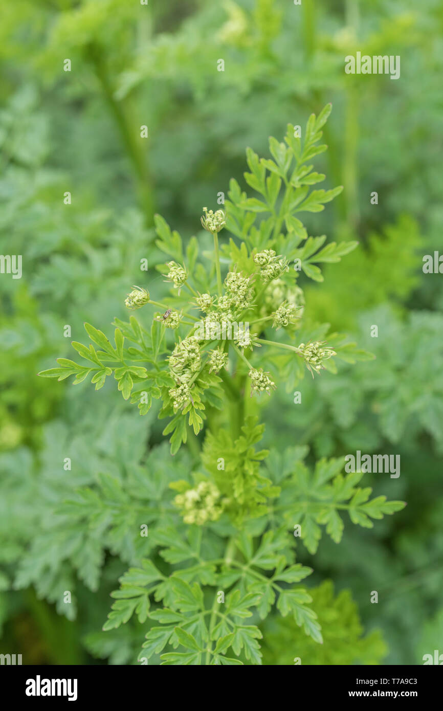 Macro of Springtime flower buds of Hemlock Water-Dropwort / Oenanthe crocata one of UK's most poisonous plants. Highly poisonous water-loving plant. Stock Photo