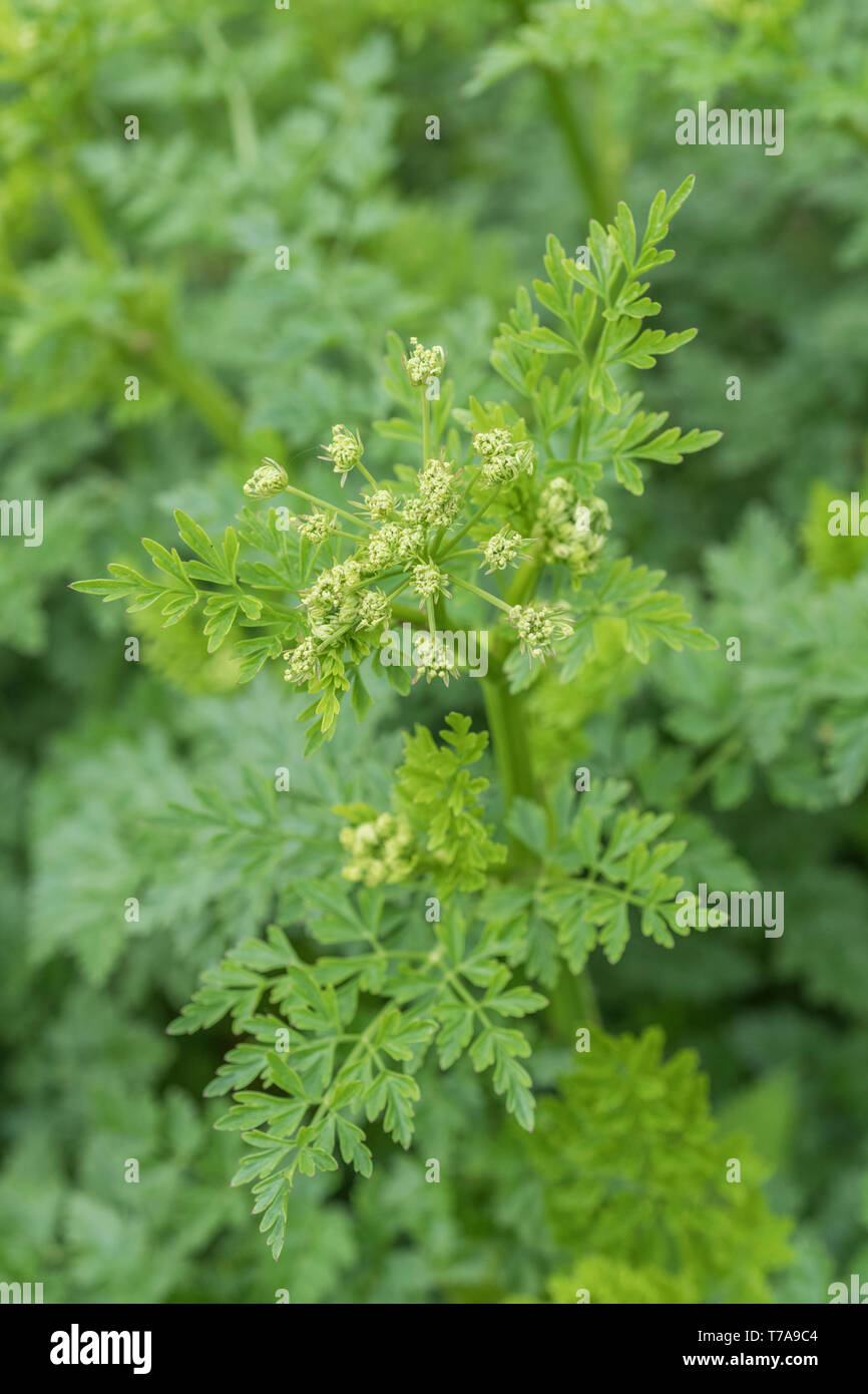Macro of Springtime flower buds of Hemlock WaterDropwort / Oenanthe