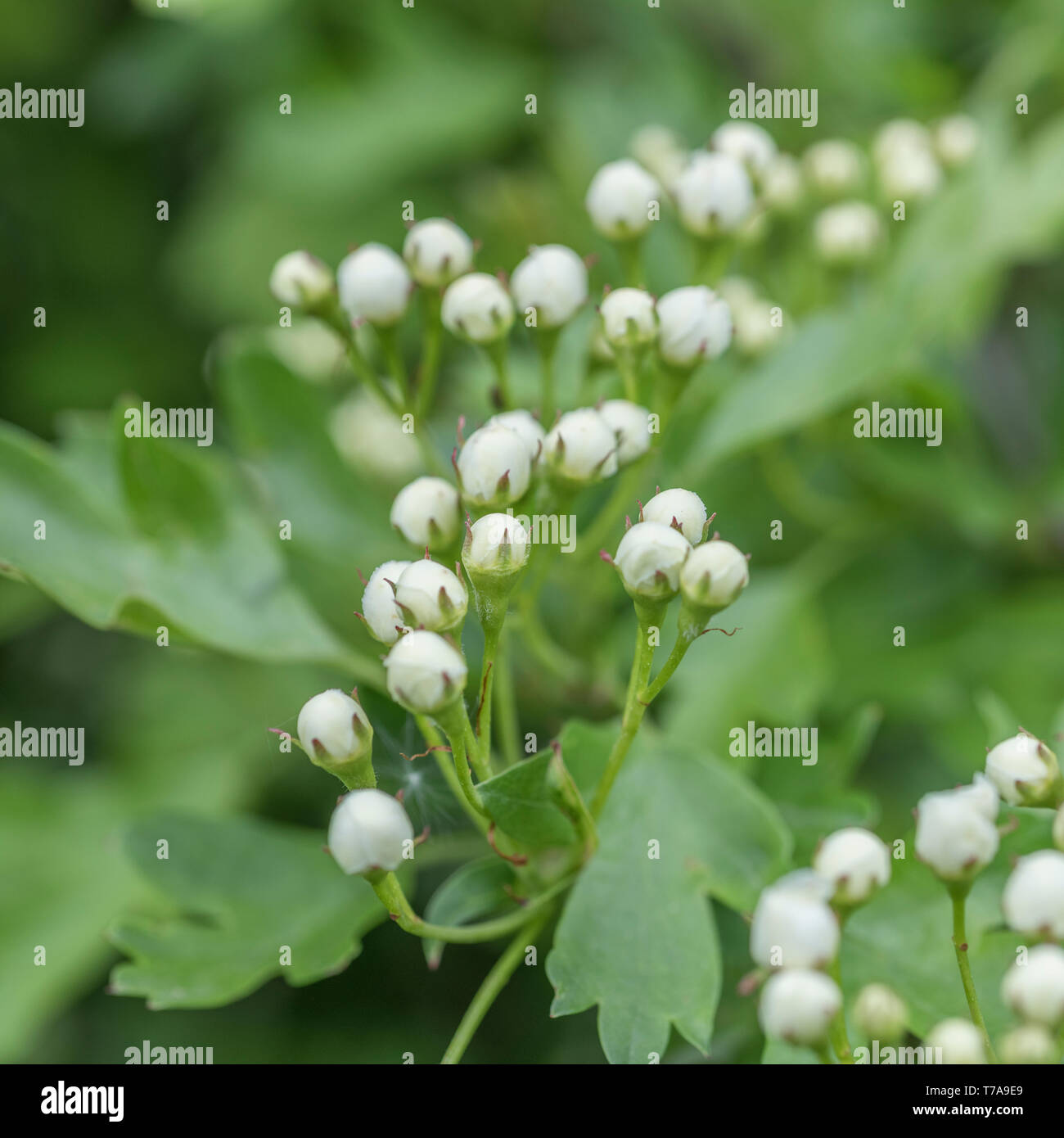 White Flower Buds Of Common Hawthorn Tree Crataegus Monogyna May Blossom Hedgerow Blossom Concept Stock Photo Alamy