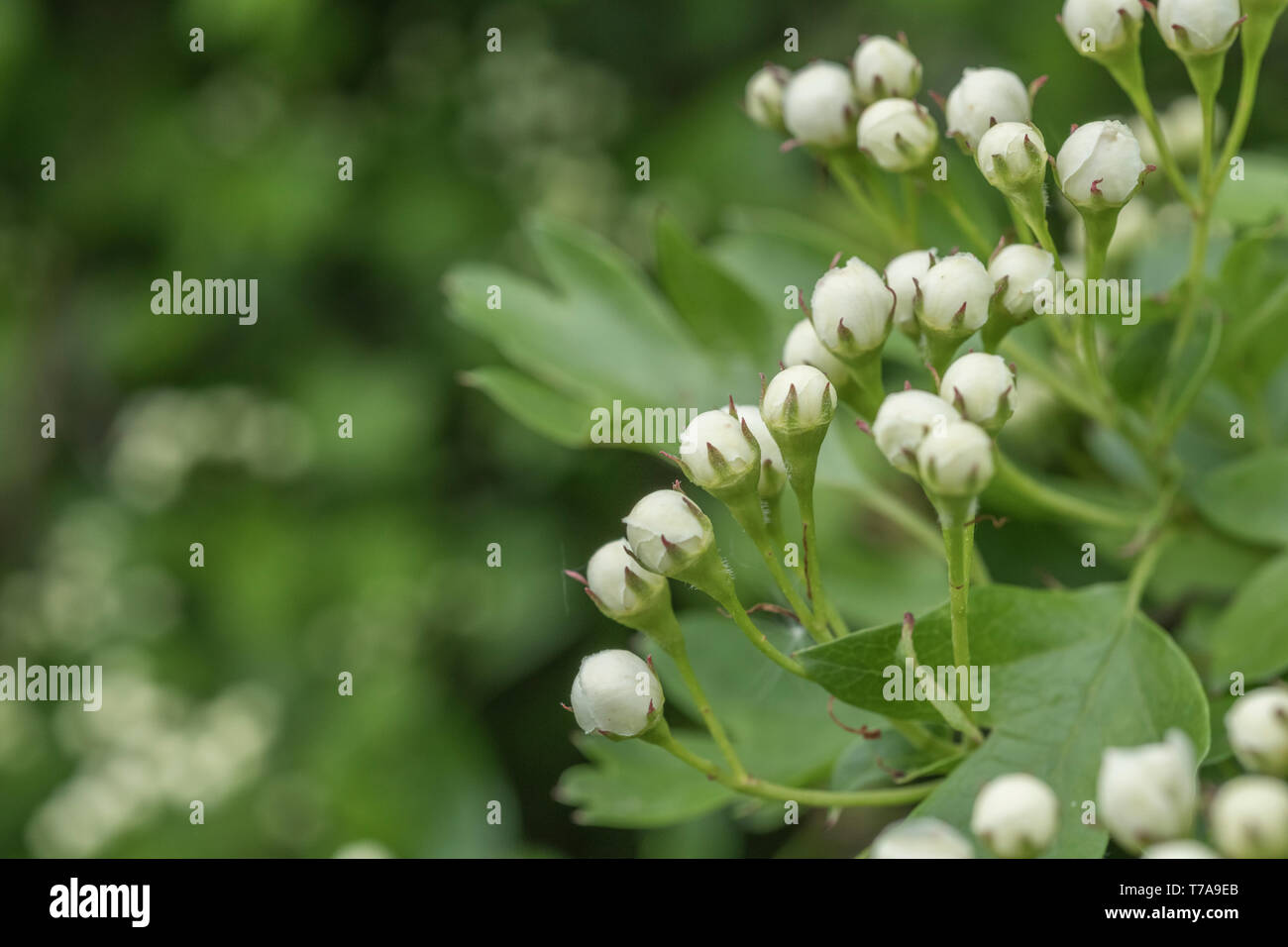White flower buds of Common Hawthorn tree / Crataegus monogyna. May