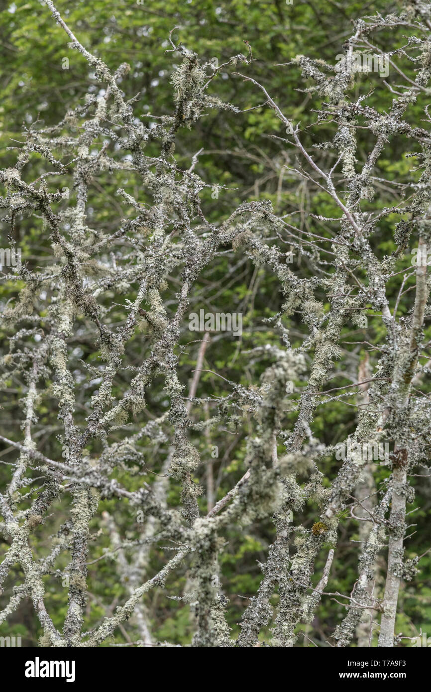 Pale green lichen on tree twigs. Apparently a sign of clean air. Stock Photo