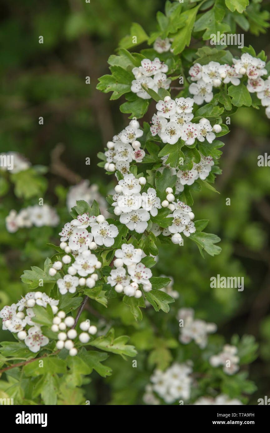 White flowers & flower buds Common Hawthorn tree / Crataegus monogyna