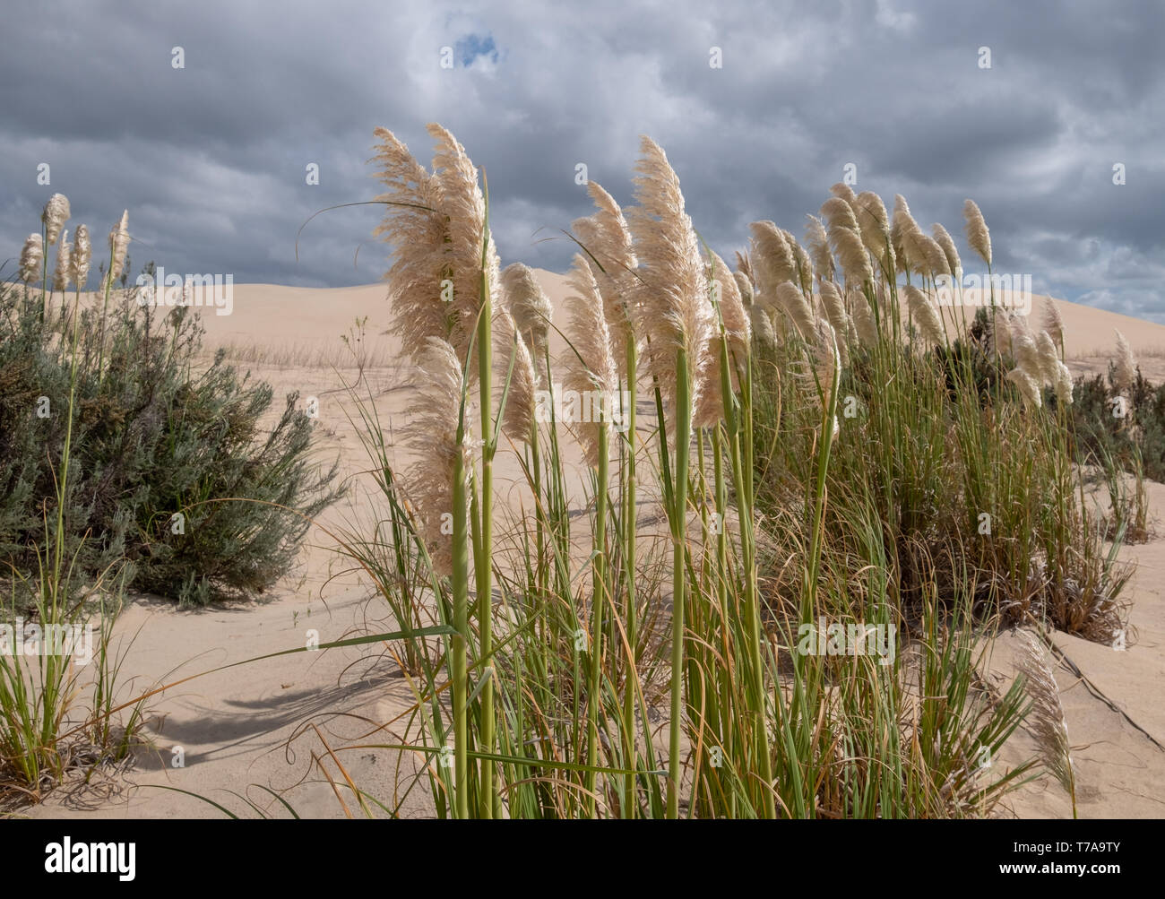 Pampas grass growing in the sand at the Alexandria coastal dune fields near Addo / Colchester on