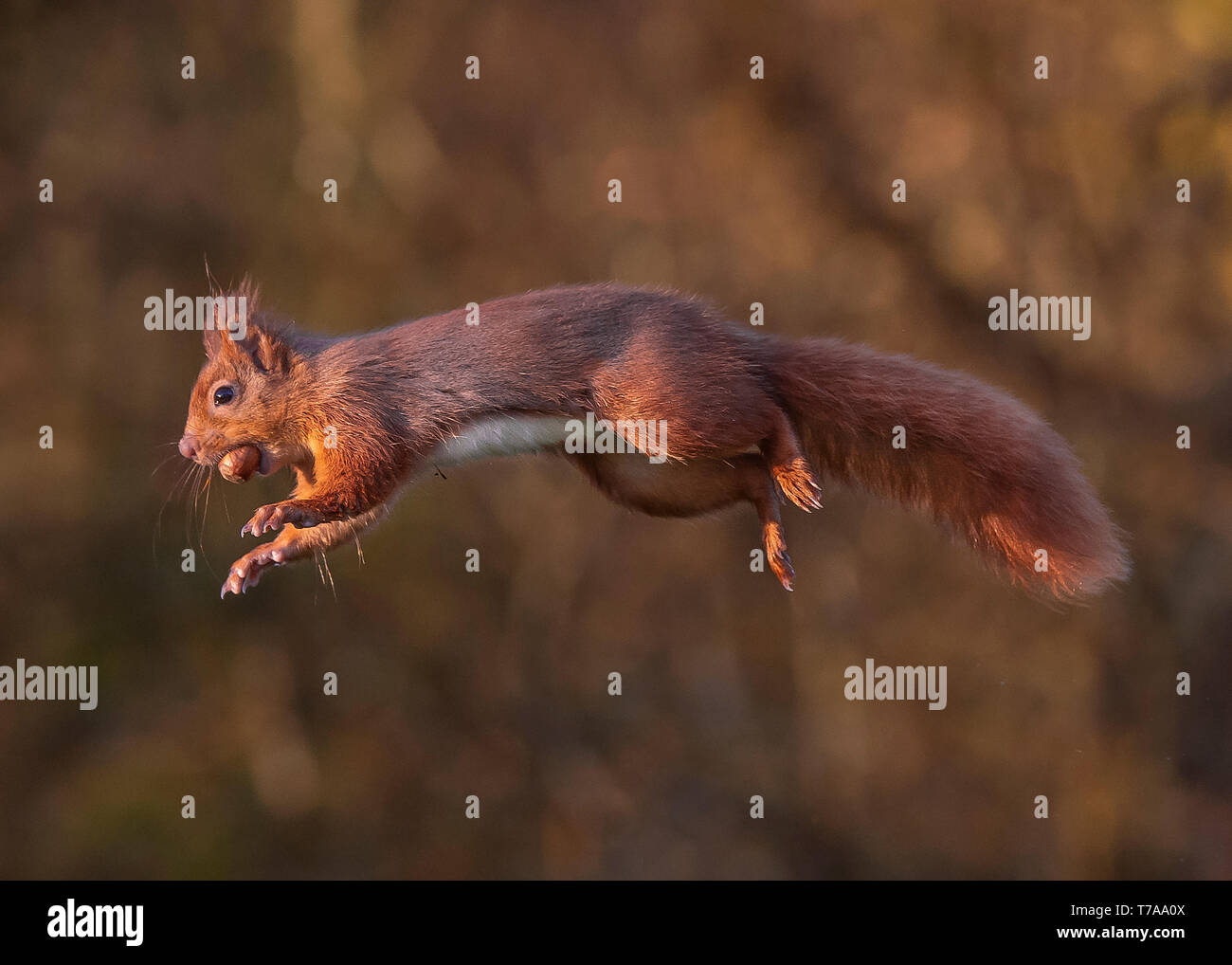 Red squirrel Stock Photo