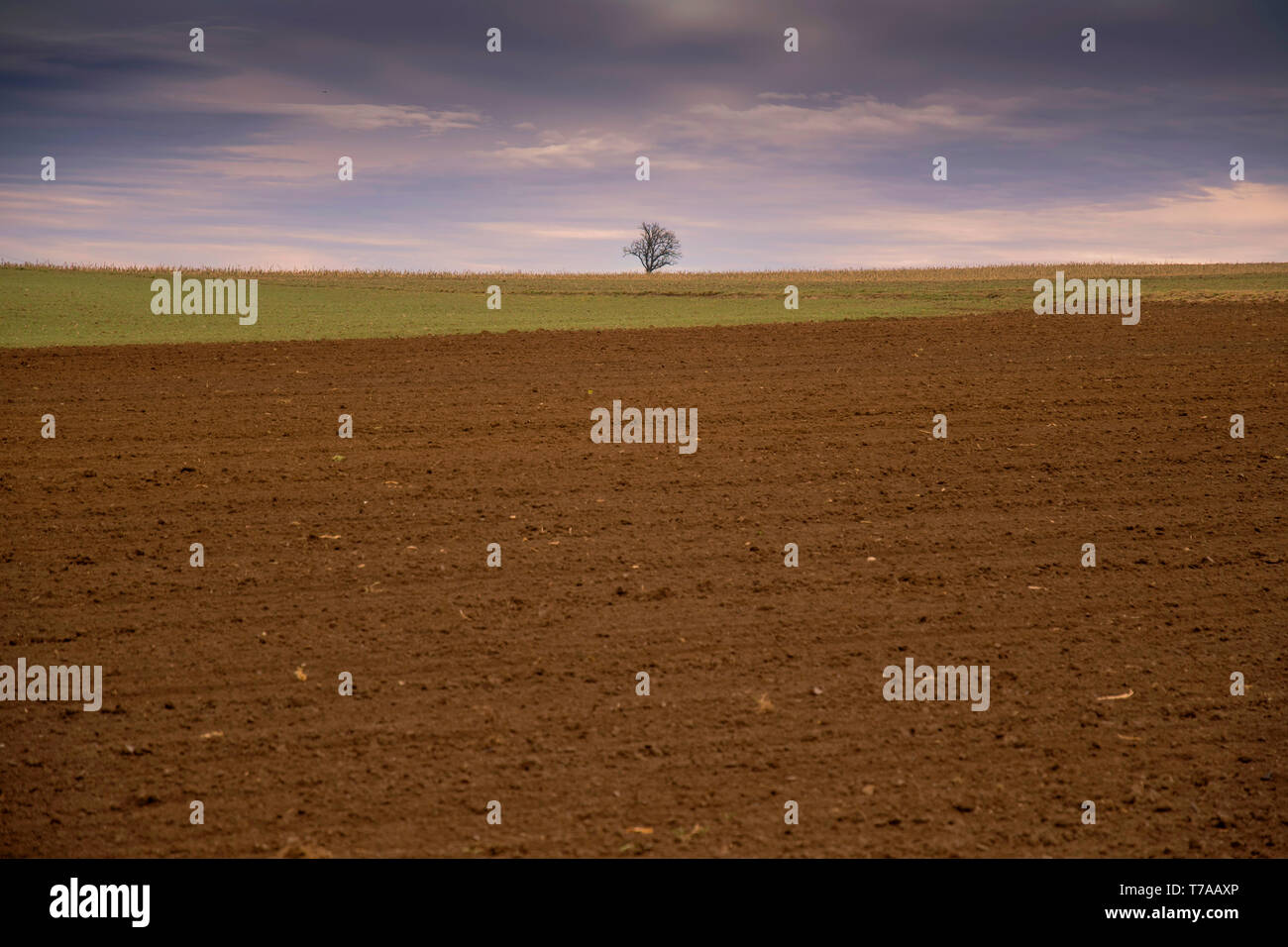lonely tree in stormy weather with clouds and fields Stock Photo - Alamy