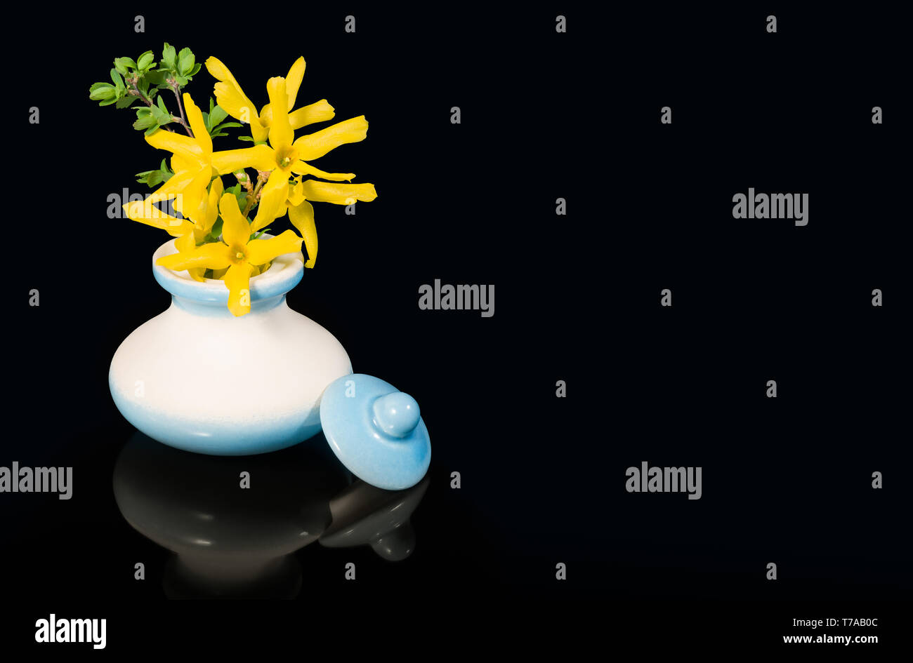 Yellow spring bouquet. Ceramic vase. Forsythia intermedia. Artistic detail. Golden flowers and twig with green leaves in beautiful white blue cup, lid. Stock Photo