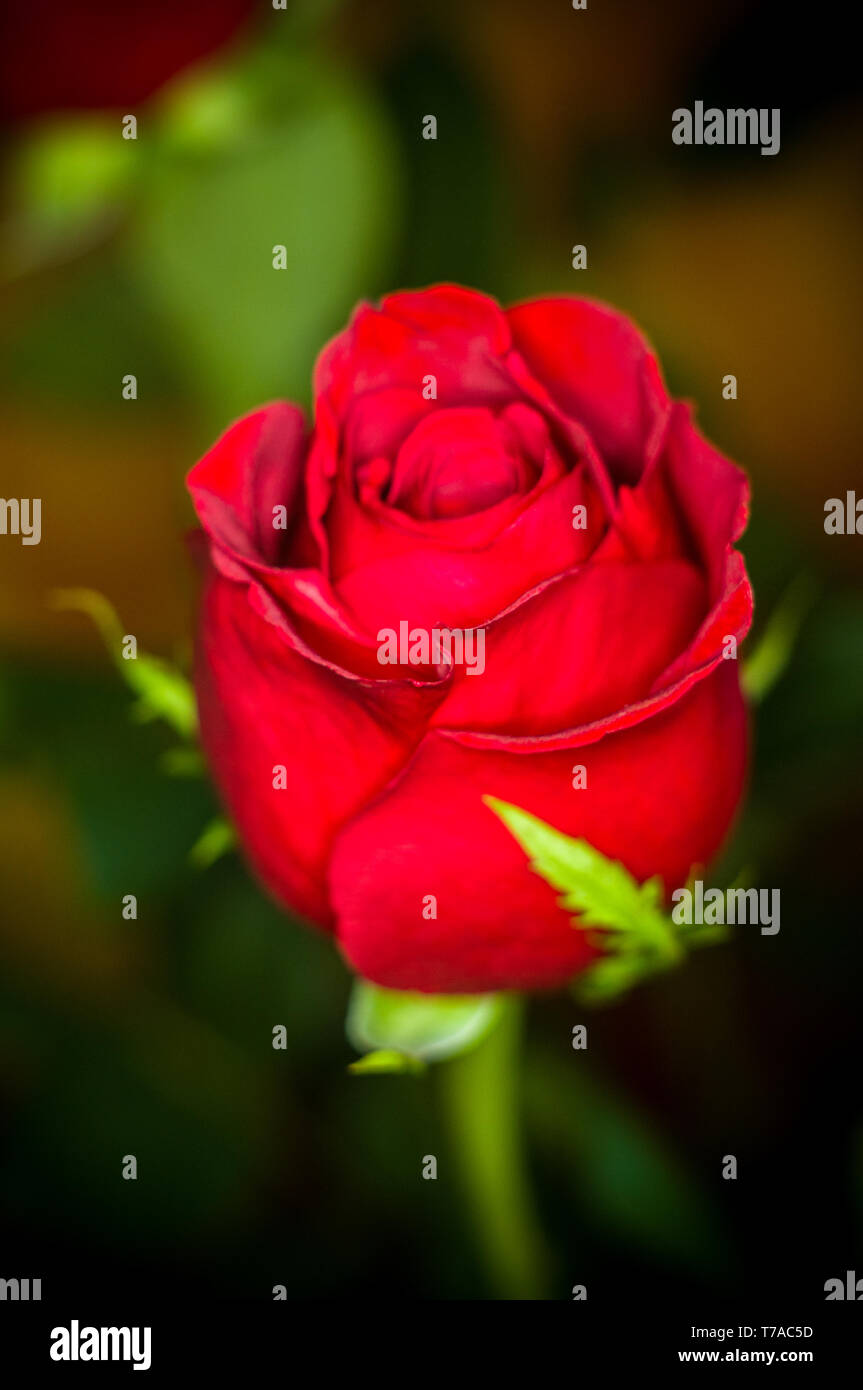 Beautiful Red Rose flower on dark background. Nature. Greeting ...