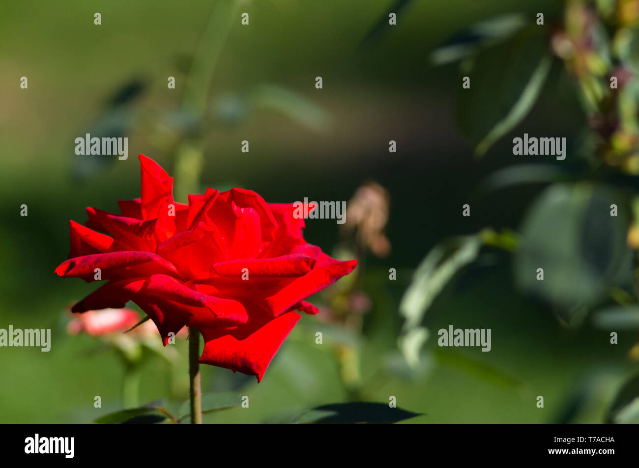 Red Rose flower on green background. Nature Stock Photo - Alamy