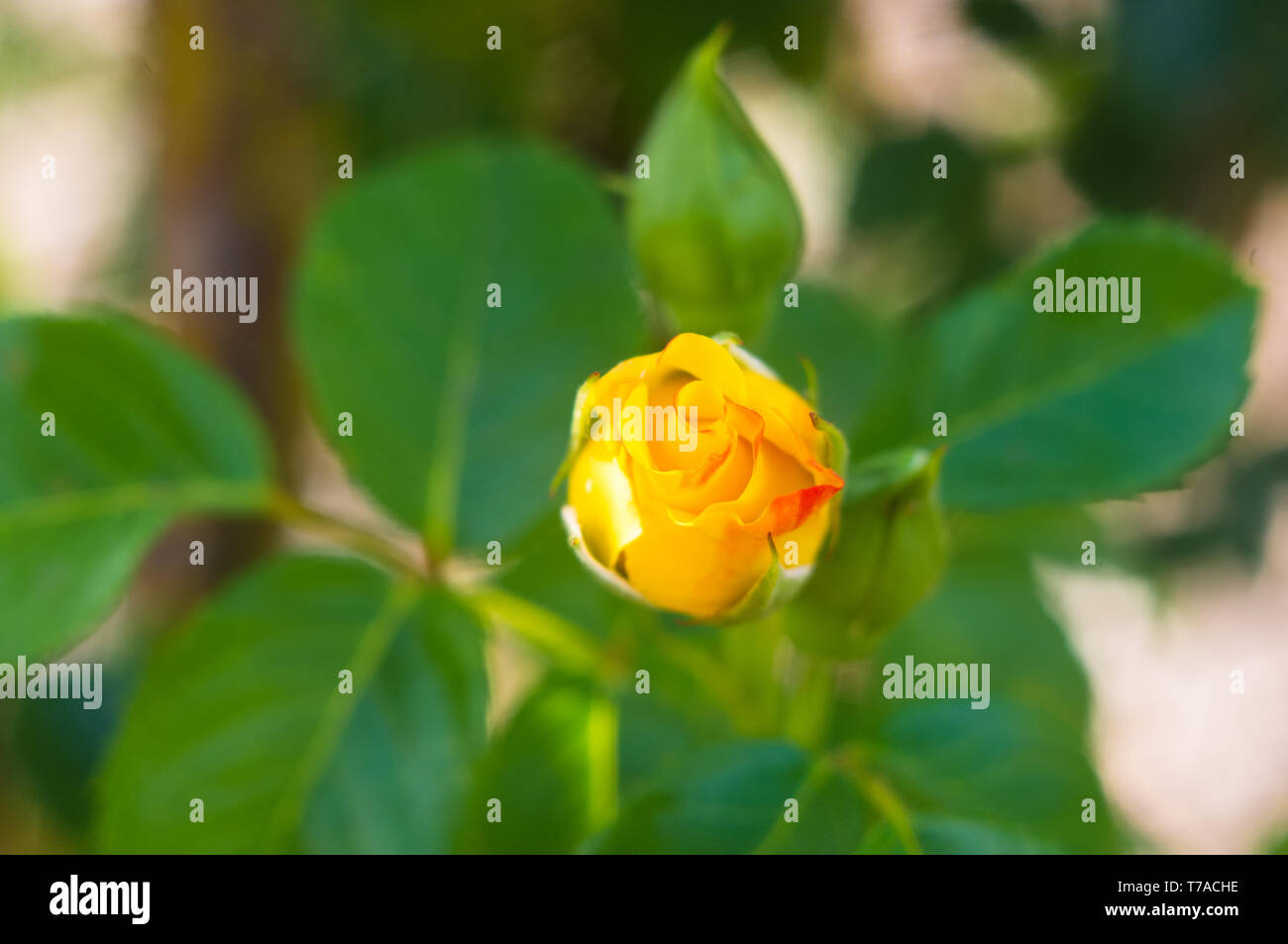 Yellow Rose flower on green background. Nature Stock Photo - Alamy