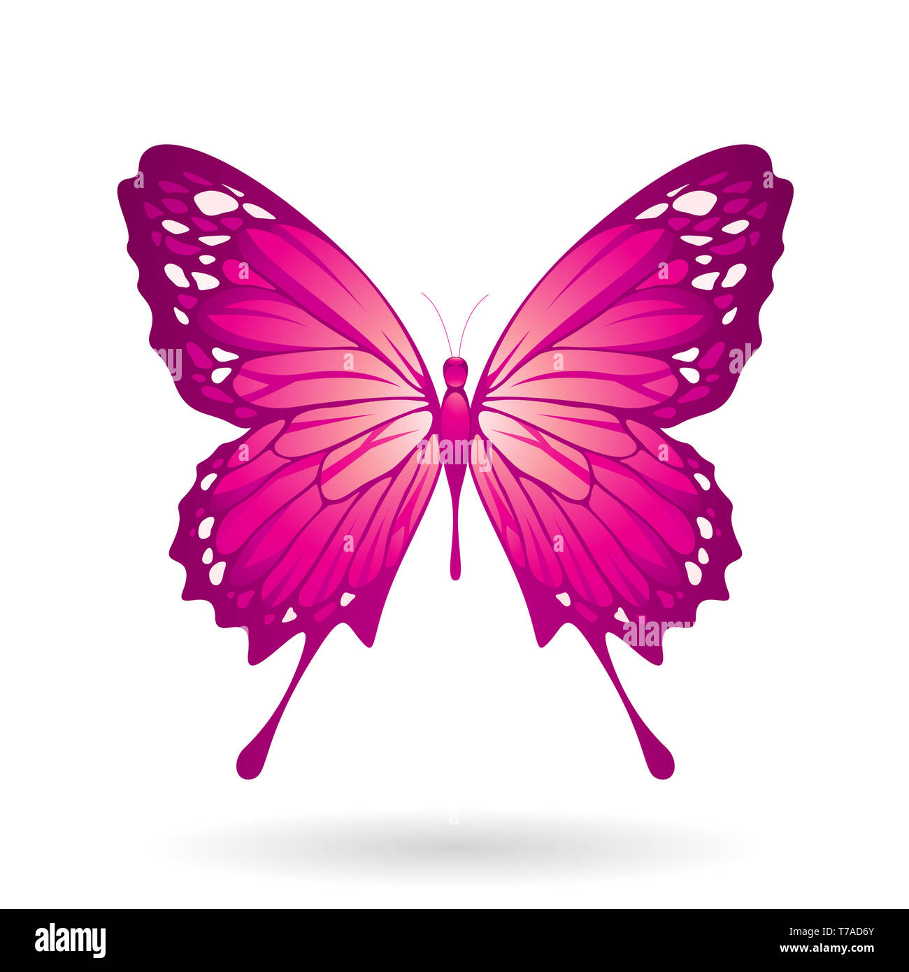 Vector Illustration of a Colorful Butterfly isolated on a white ...