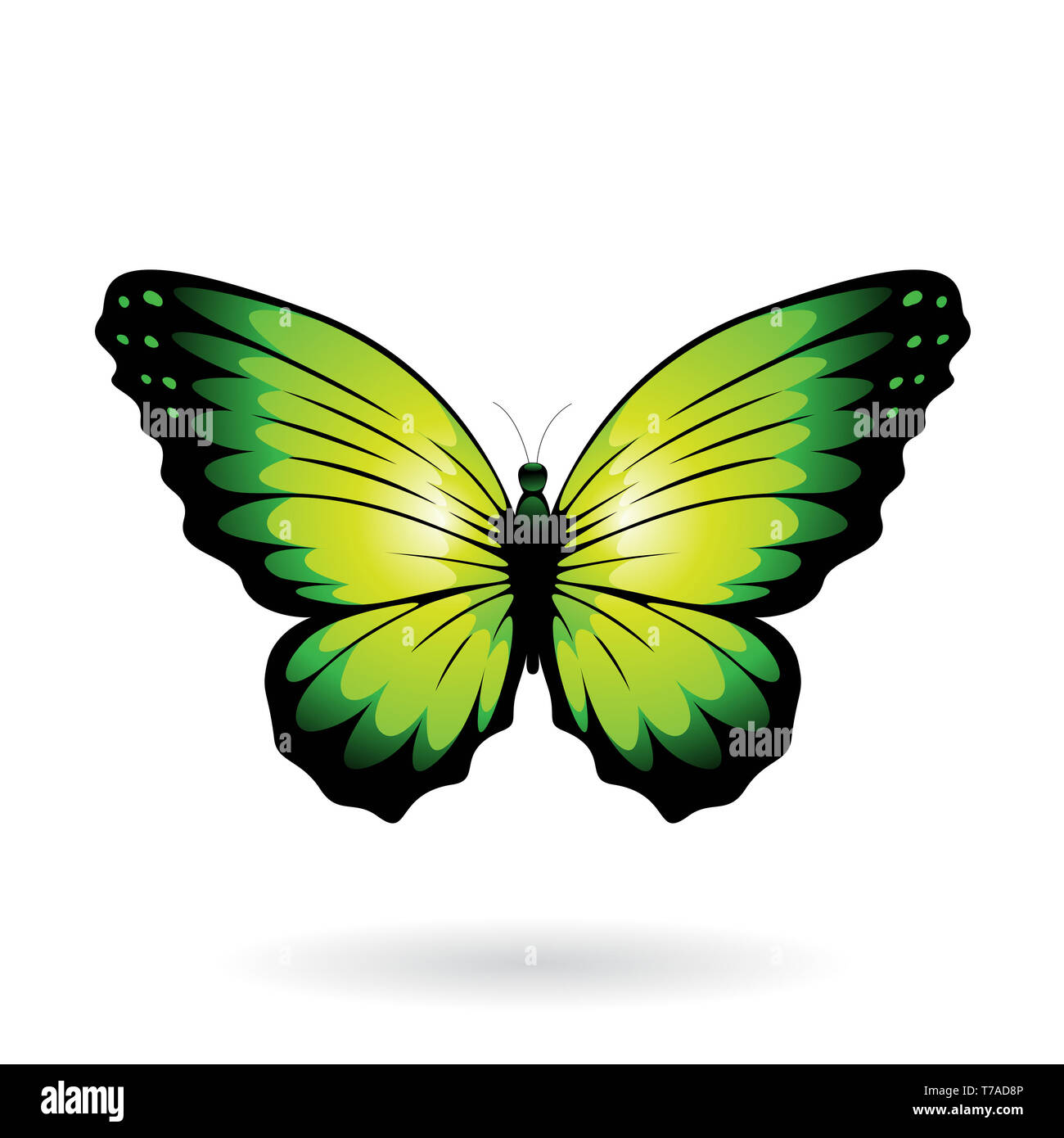 Vector Illustration of a Colorful Butterfly isolated on a white ...