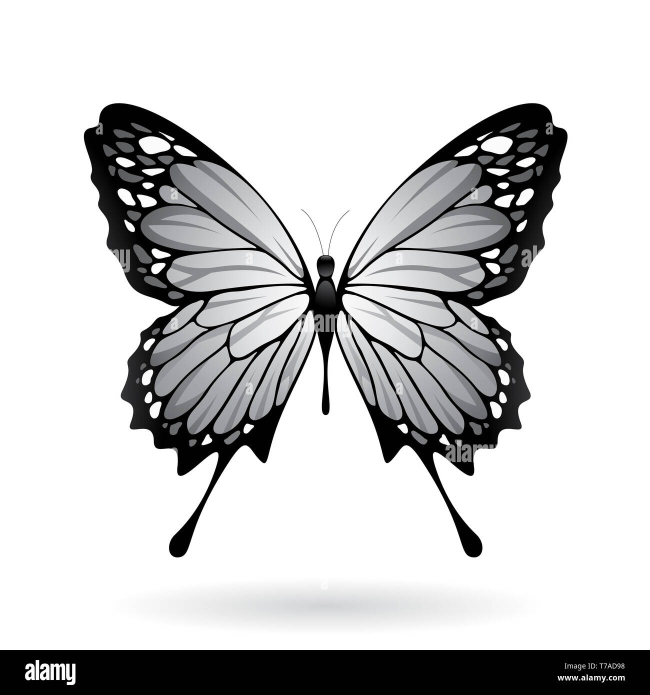 Vector Illustration of a Colorful Butterfly isolated on a white ...