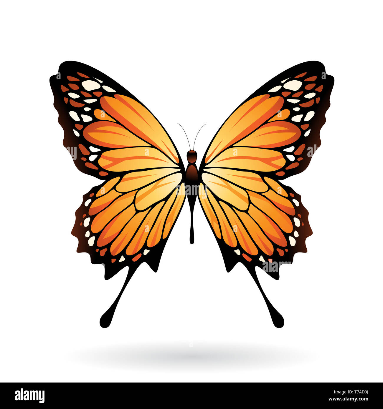 Vector Illustration of a Colorful Butterfly isolated on a white ...