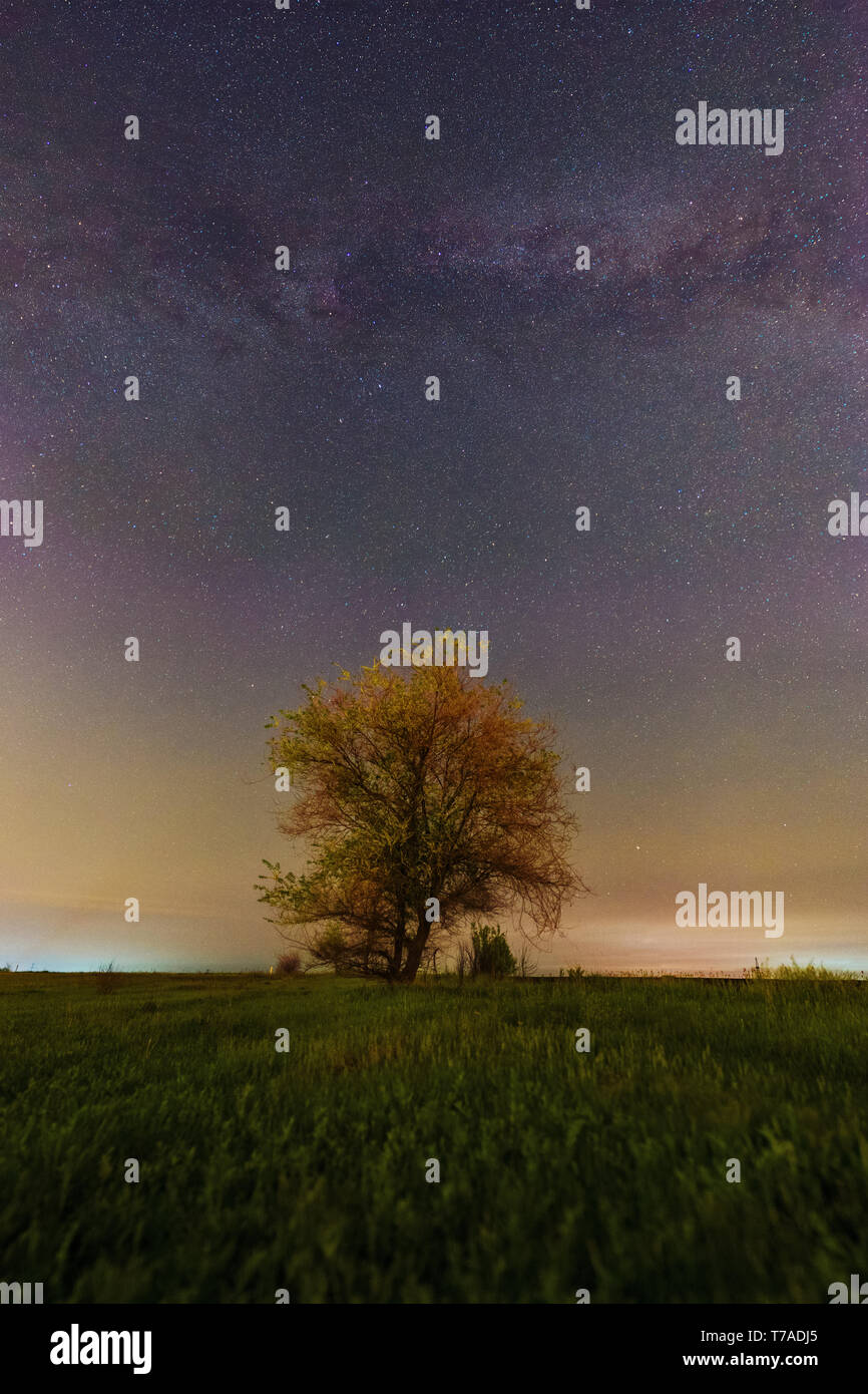 A Milky Way arc under the lonely tree landscape. Spring night landscape ...