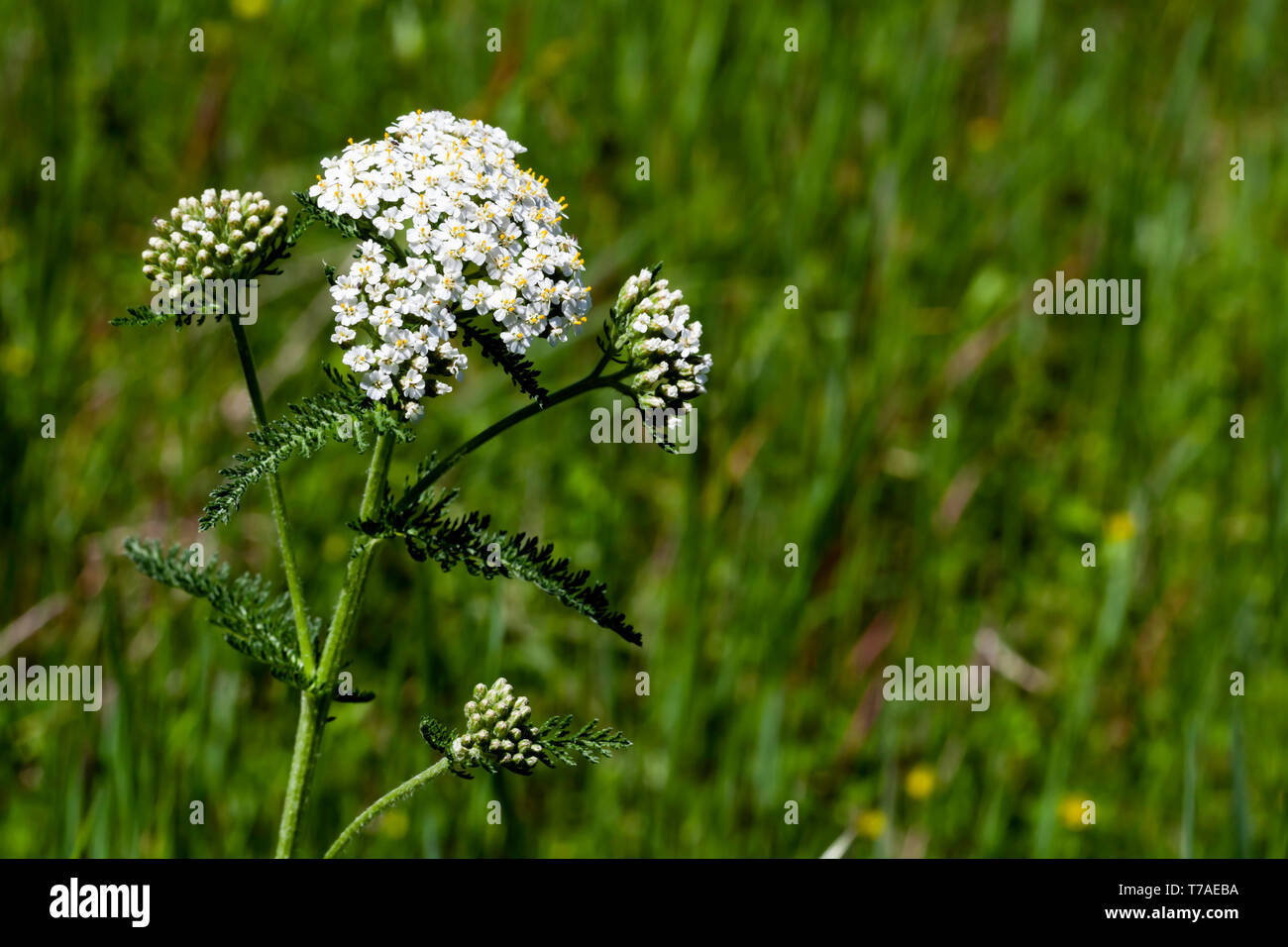 Early-blooming Yarrow (Achilles millefolium) found at the northern end of the Land Between the Lakes in early May 2019. Stock Photo