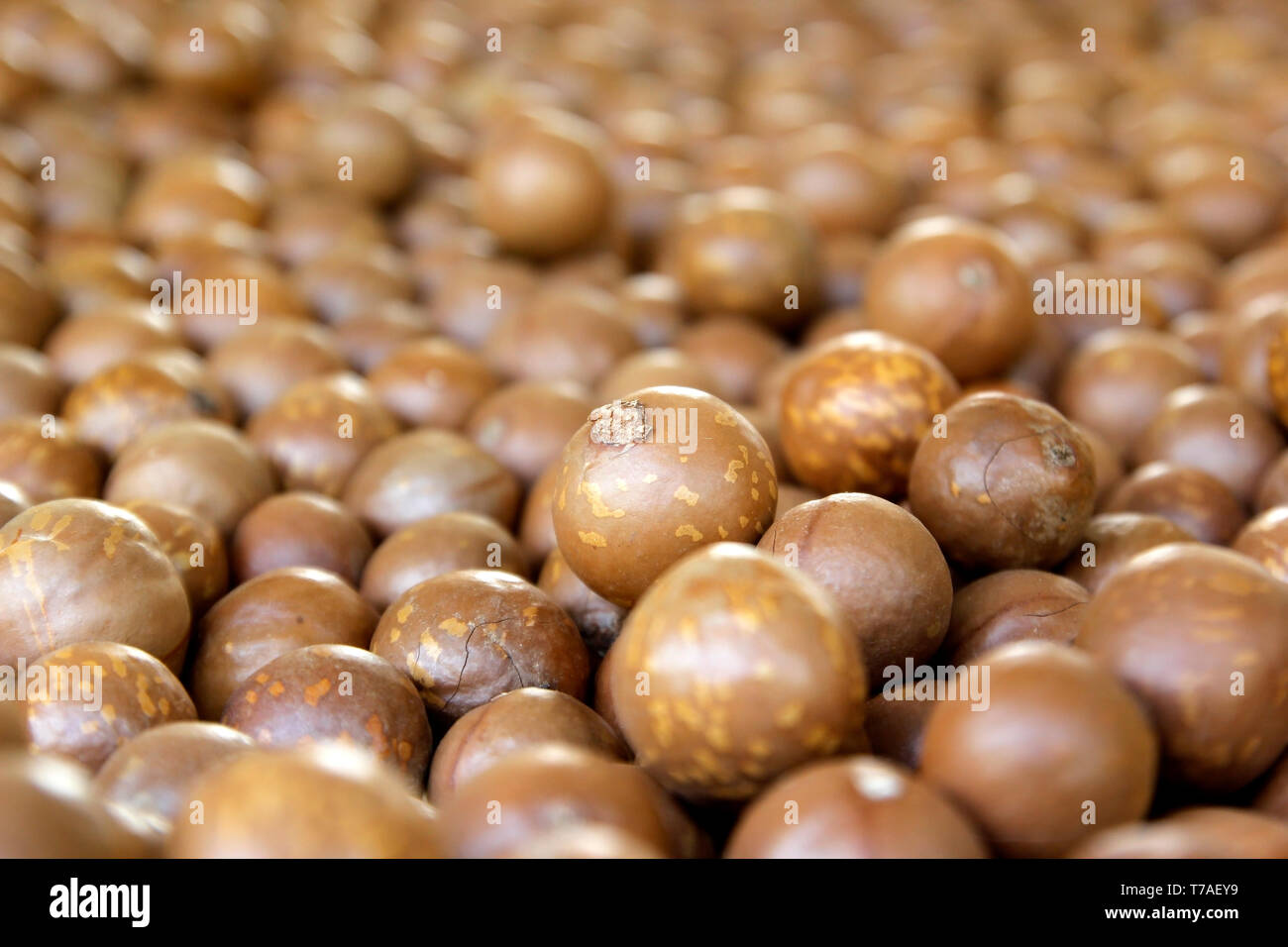 antioxidant fruits, pile of macadamia nuts background Stock Photo