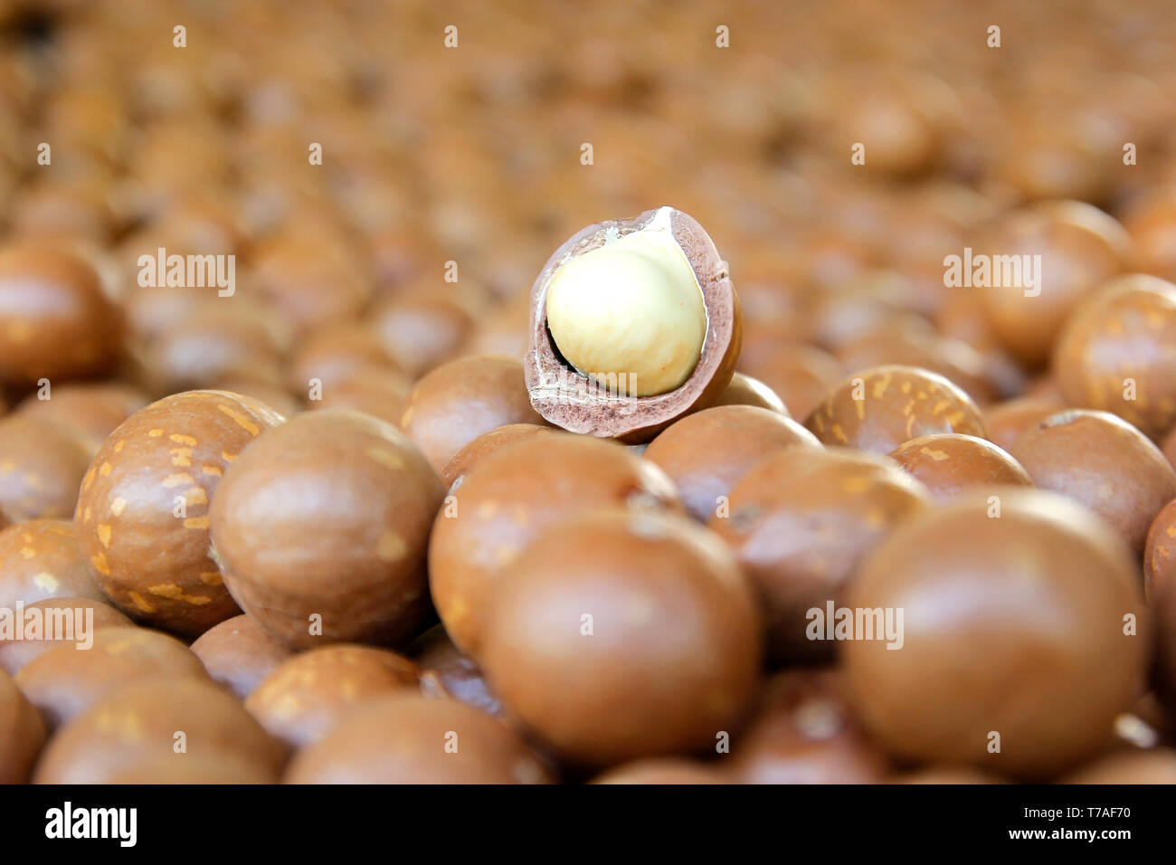 antioxidant fruits, pile of macadamia nuts background Stock Photo