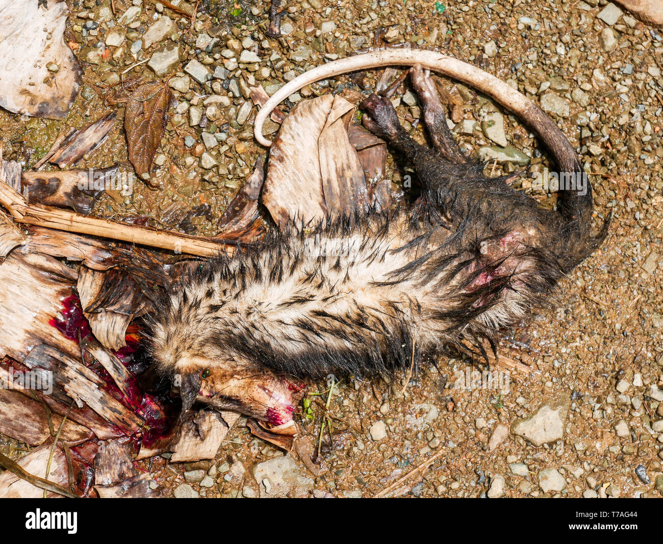 dead body of an oppossum Stock Photo