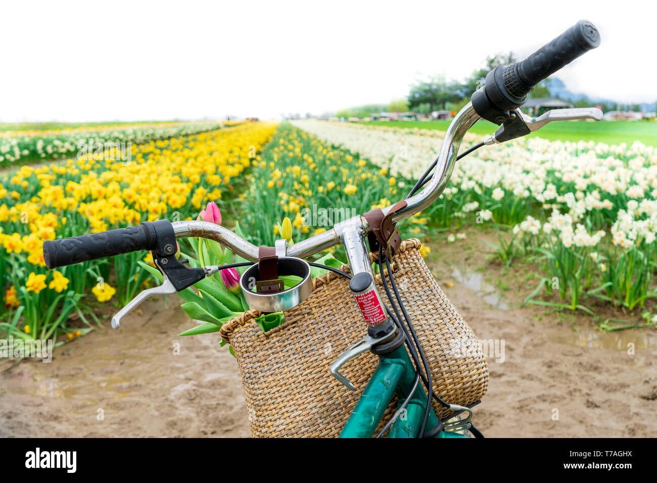 Dutch bike (fiets) handlebars facing forward to a tulip field, with a bike basket of flowers. Springtime scenery and concept. Touristic Dutch culture. Stock Photo