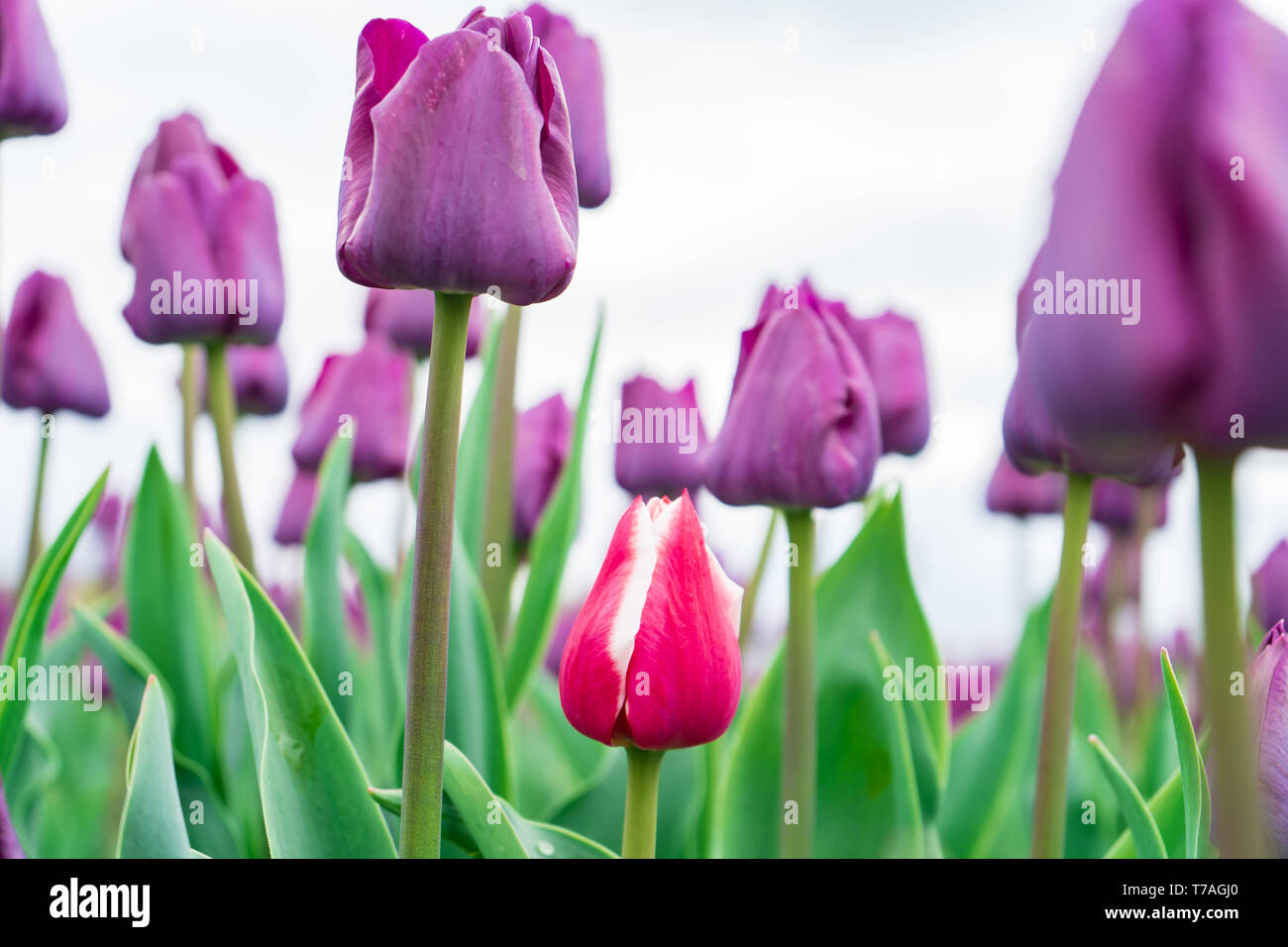 Low angle view of red and white french tulip growing among a field of purple triumph tulips. Close-up, high resolution photo of tulips. Stock Photo