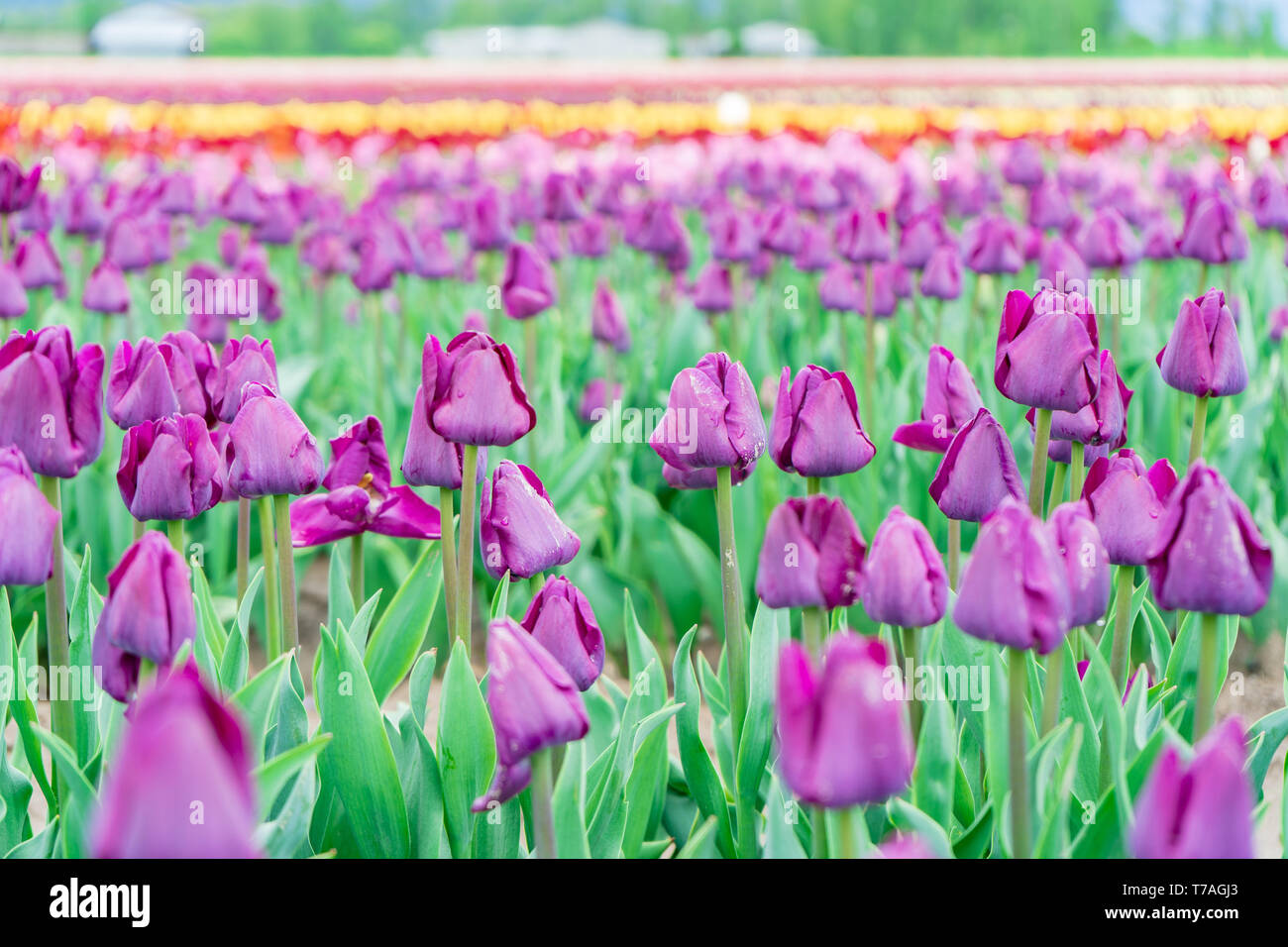 Flower field of purple tulips blooming. Triumph tulip field, on a tulip farm. Foreground focus, with blurry colourful flowers in the background. Stock Photo
