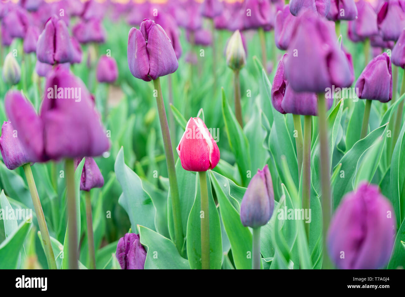 Colourful, beautiful tulip scene, low angle view. Flower farm growing tulips. A field of purple tulips and one red and white garden tulip blooming. Stock Photo