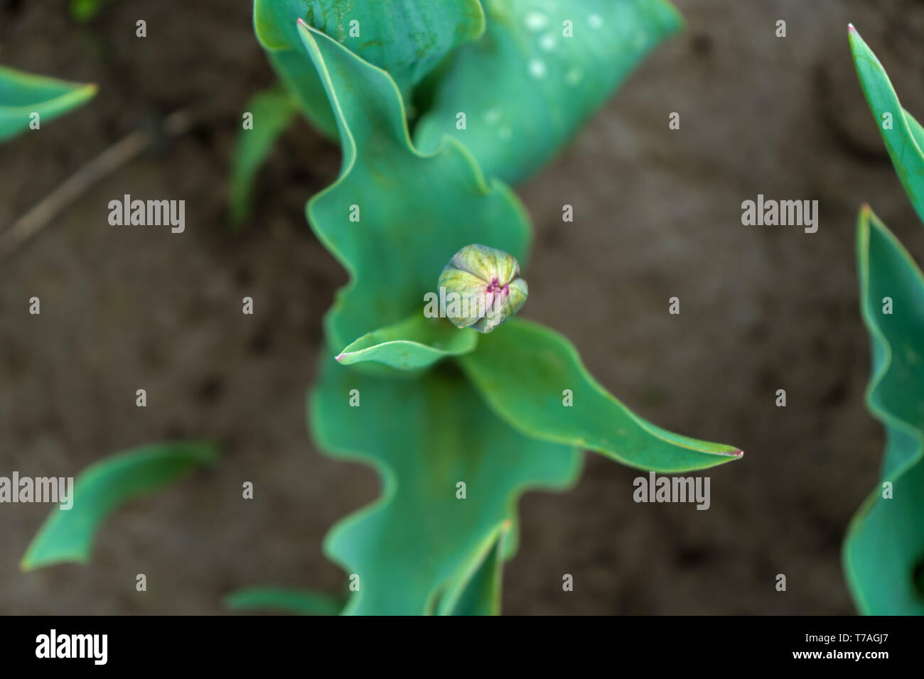 Tulip bud forming on a plant stem, on a flower farm. Shows the bright green tulip leaves, with selective focus on the flower bud, about to bloom. Stock Photo