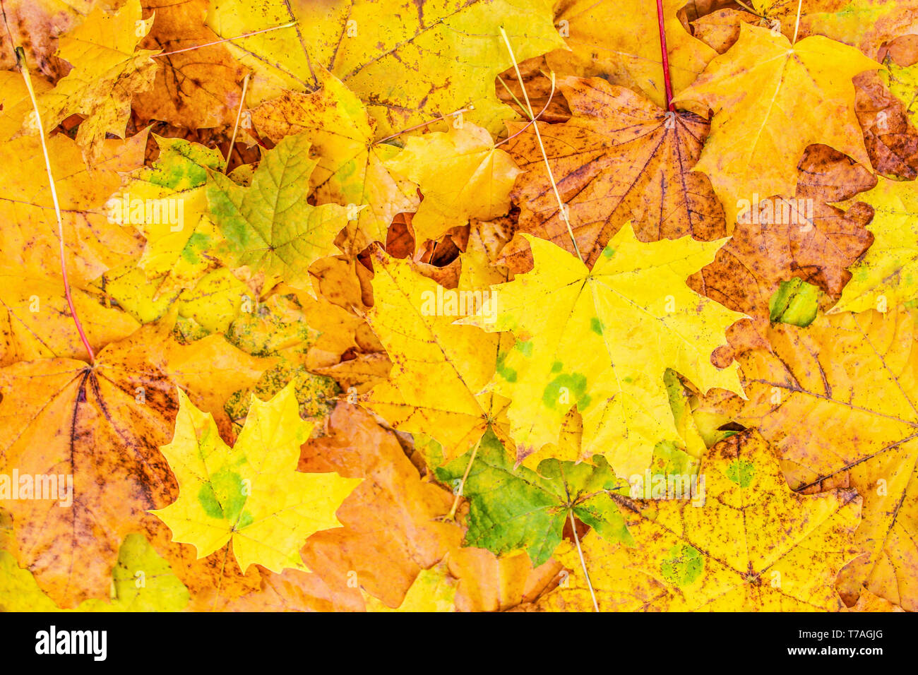 Fallen leaves carpet hi-res stock photography and images - Alamy