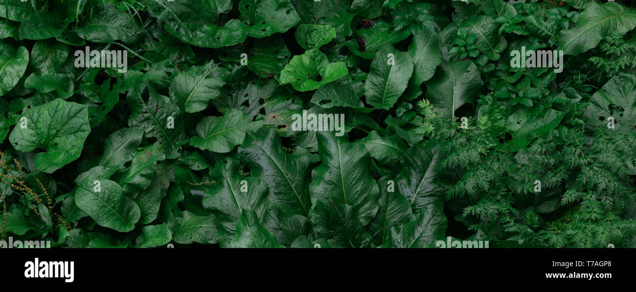 Green Leaves pattern background and Natural wallpaper Stock Photo - Alamy