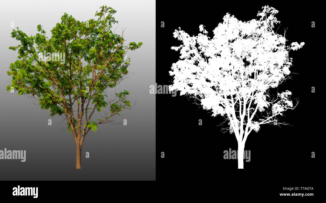 single tree with clipping path and alpha channel Stock Photo - Alamy
