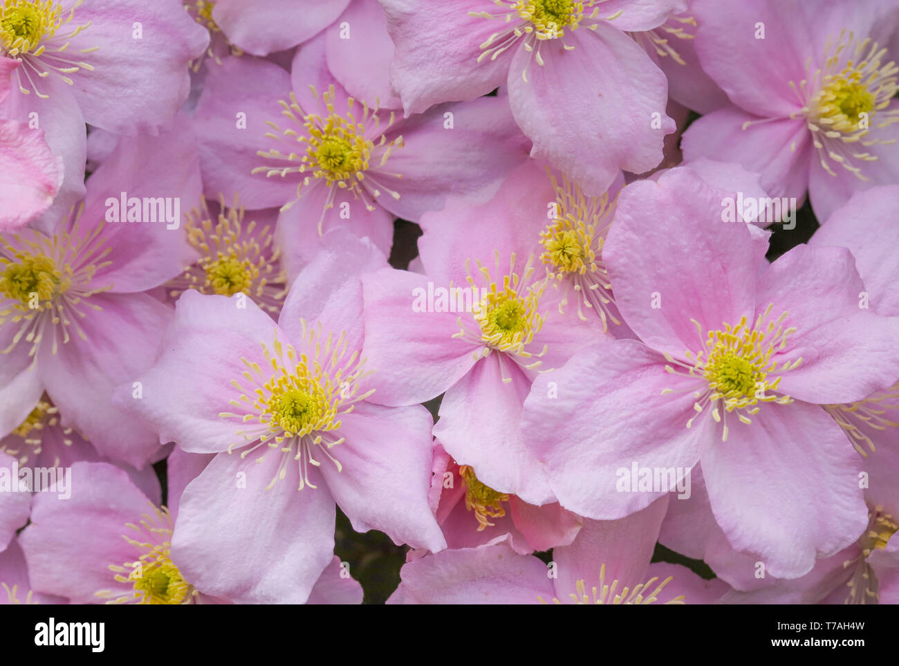 Climbing Plants In A Garden High Resolution Stock Photography and