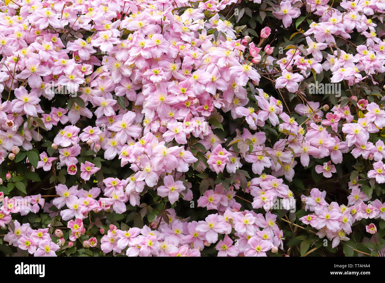 Clematis Montana Pink Perfection A Beautiful Cottage Garden