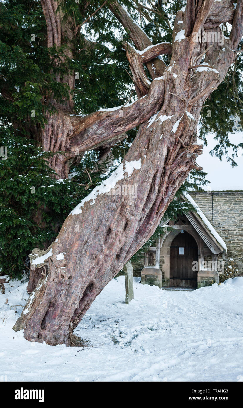 The 5,000 year old yew tree (Taxus baccata) outside St Michael's church in Discoed, Powys, Wales, one of the 5 oldest trees in Britain, seen in winter Stock Photo