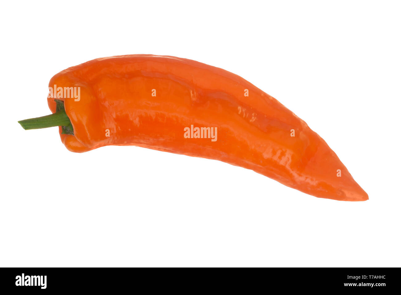 Orange colour Cubanelle sweet pepper isolated on white background. Capsicum annuum. Aka Italian frying pepper. Stock Photo