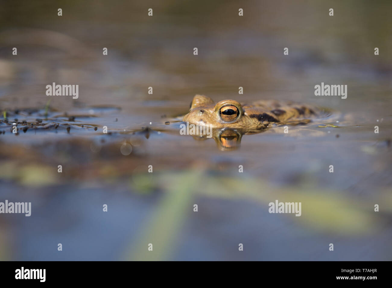 Wildlife photo of Common toad Bufo bufo Stock Photo