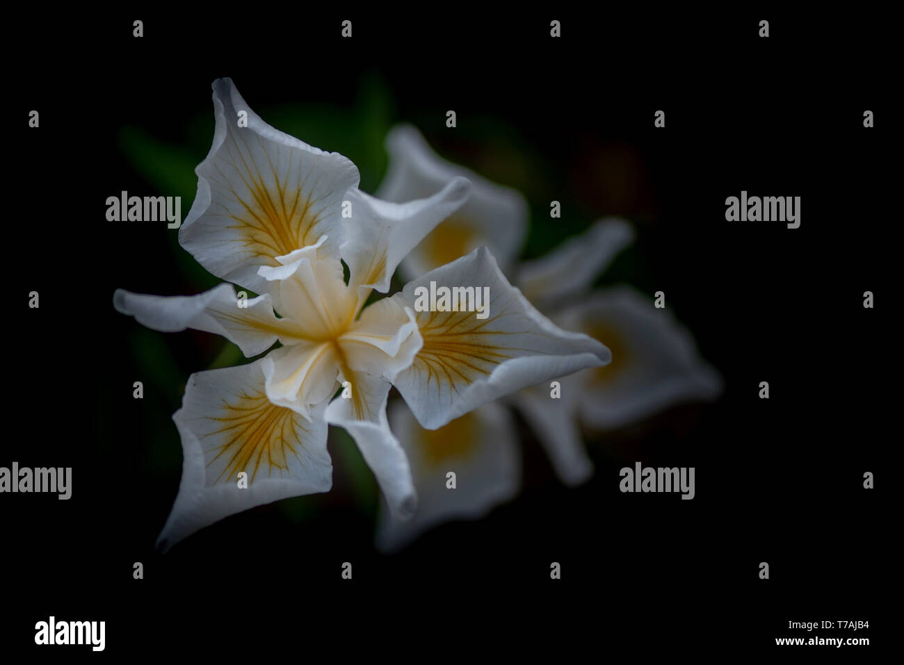 White African Iris, Dietes iridioides, on dark background, top view. This an ornamental plant in the Iridaceae family the flowers last only one day. Stock Photo