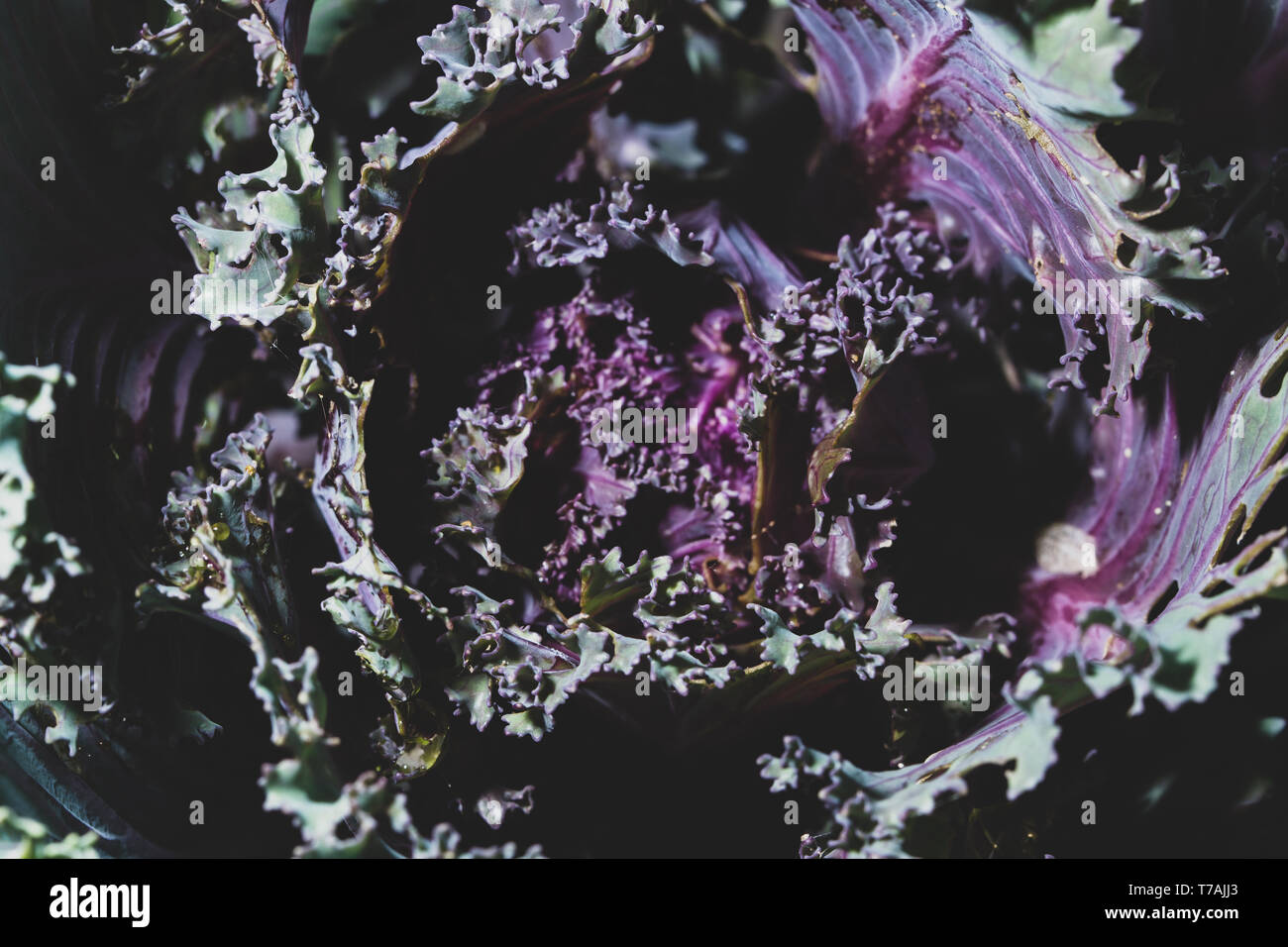 Nature background leaves Stock Photo - Alamy