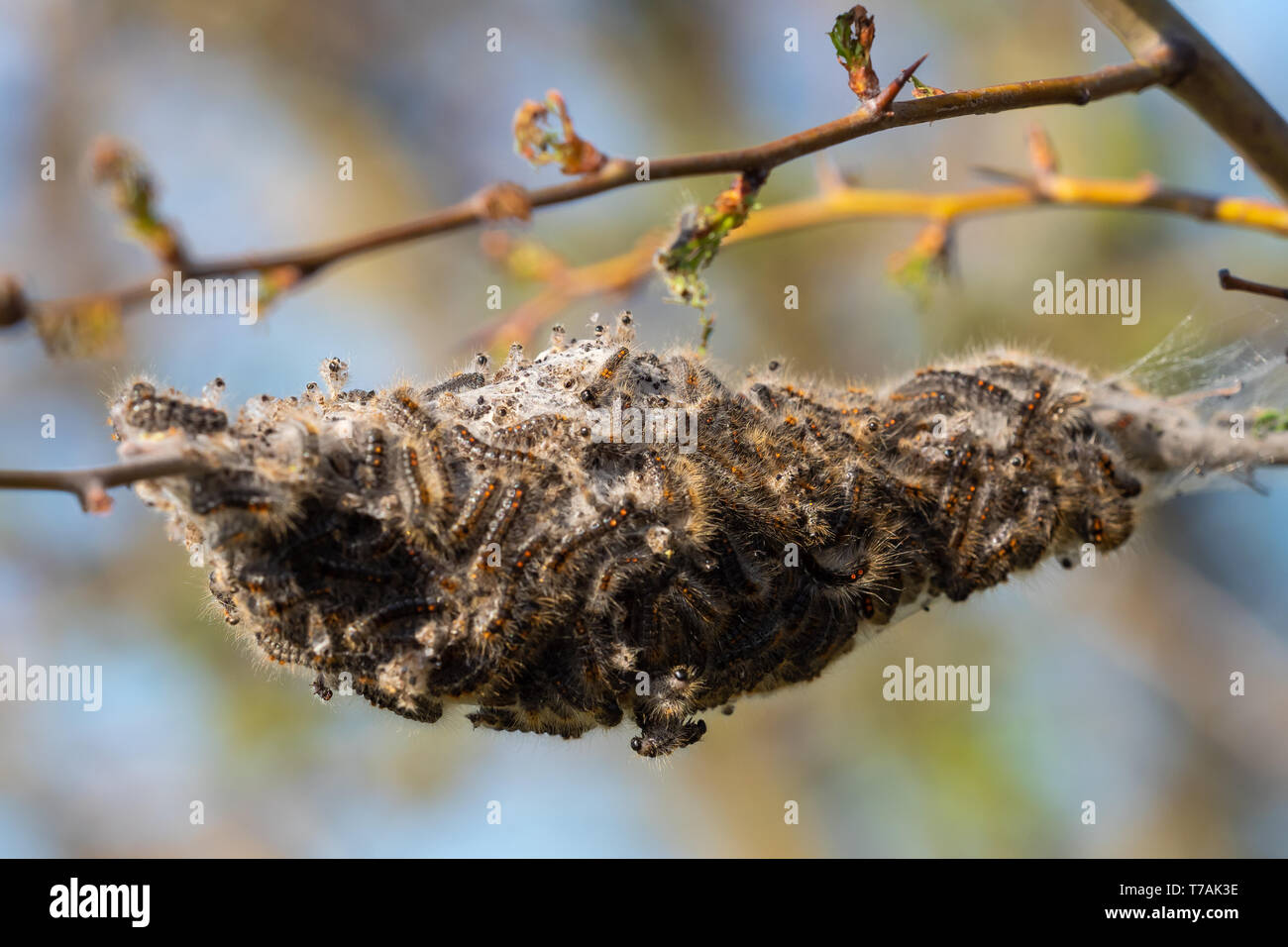 Caterpillar larvae, Brown tail caterpillars on tree Stock Photo Alamy