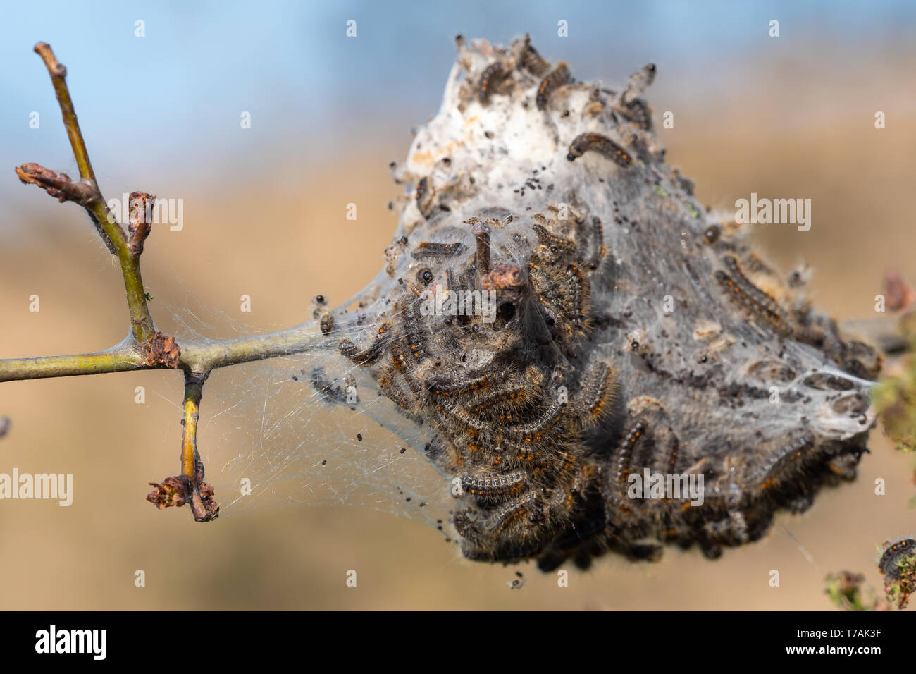 Caterpillar larvae, Brown tail caterpillars on tree Stock Photo Alamy