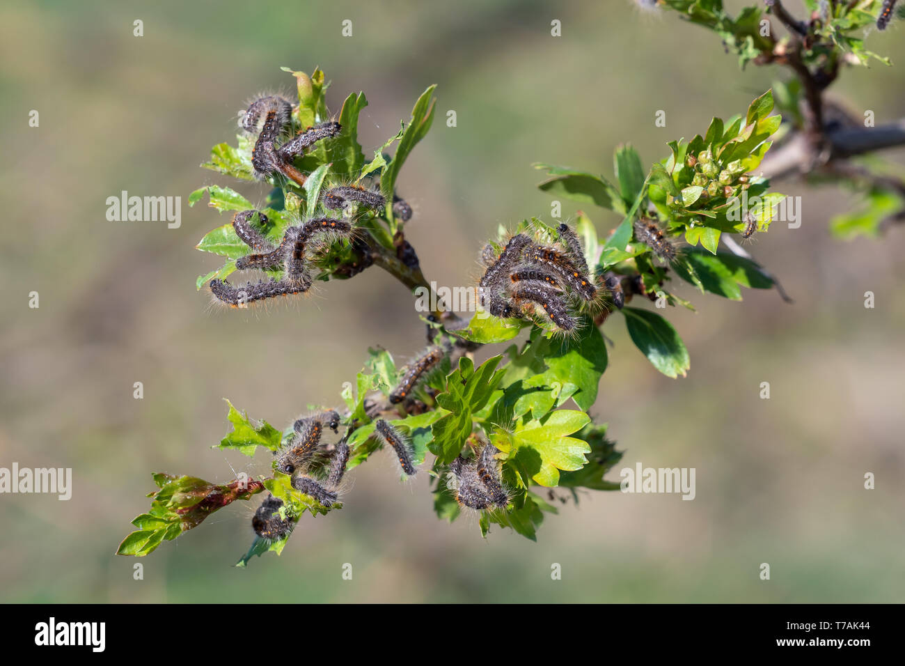 Caterpillar larvae, Brown tail caterpillars on tree Stock Photo Alamy