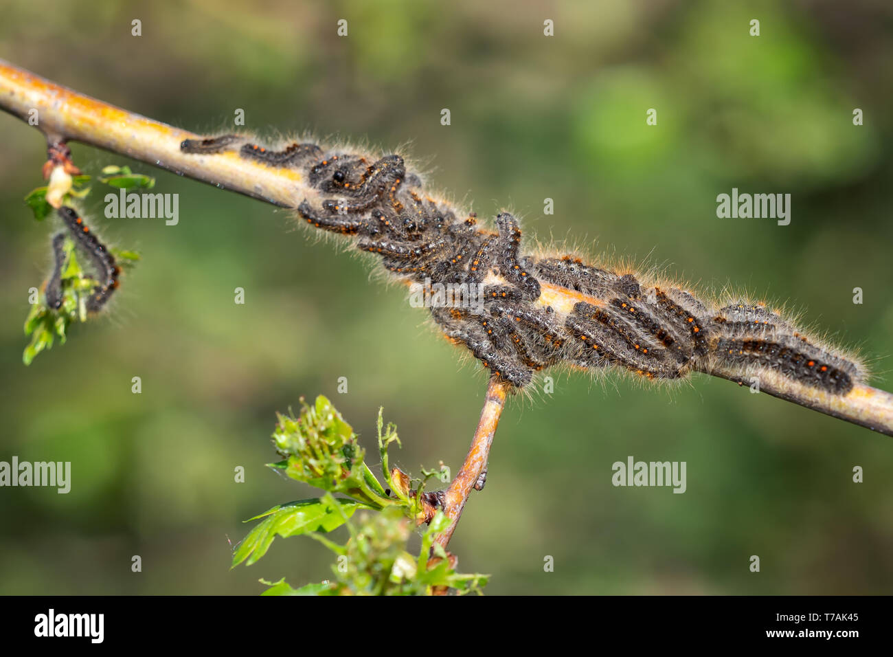 Caterpillar larvae, Brown tail caterpillars on tree Stock Photo Alamy