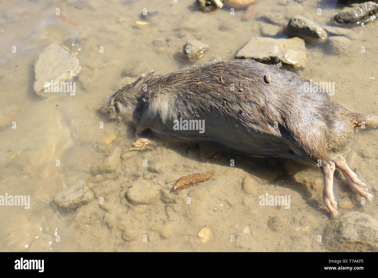Dead rat lies on the river bank close up Stock Photo