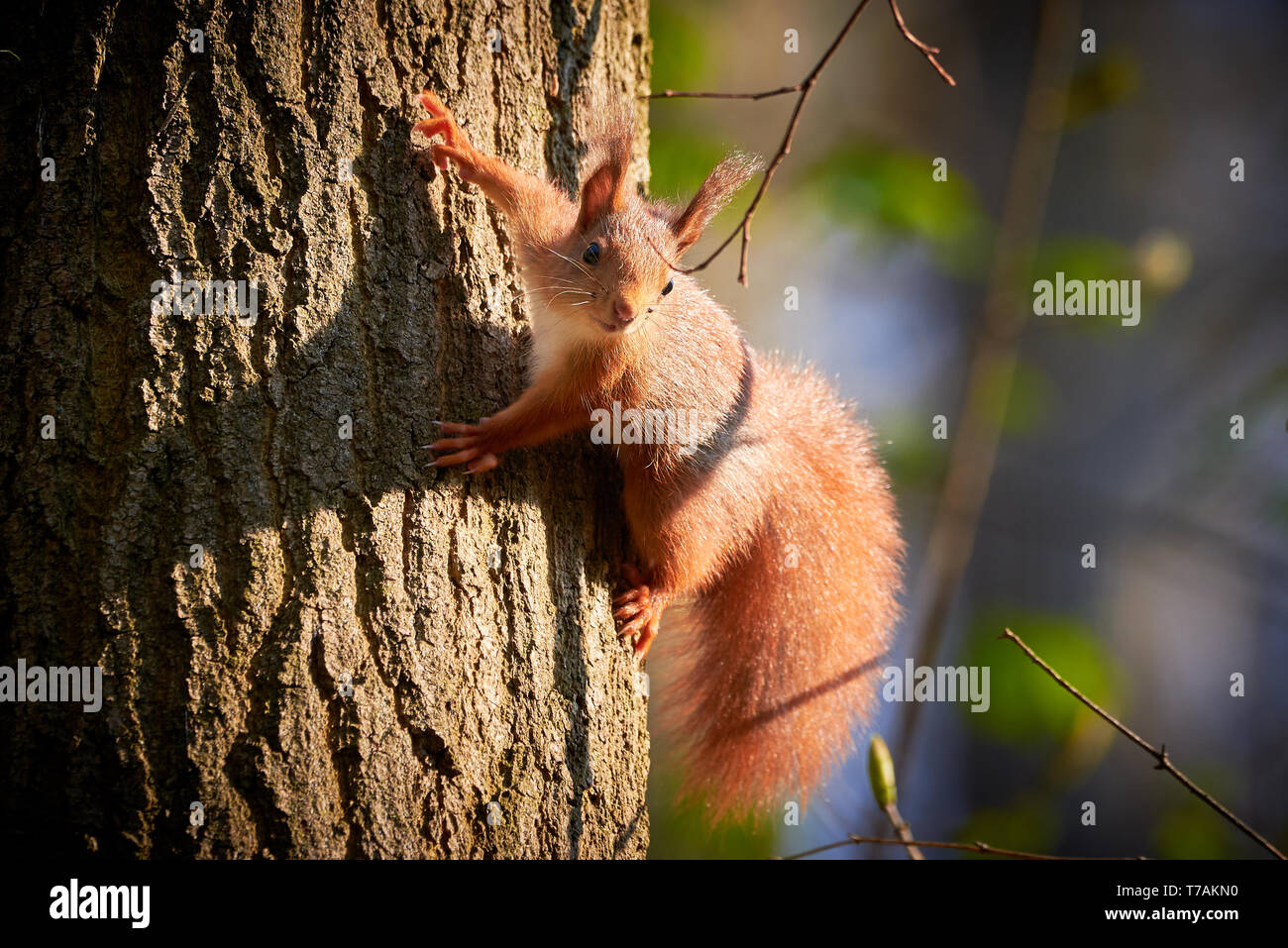 Red Squirrel Hanging On Tree (Sciurus vulgaris) Stock Photo