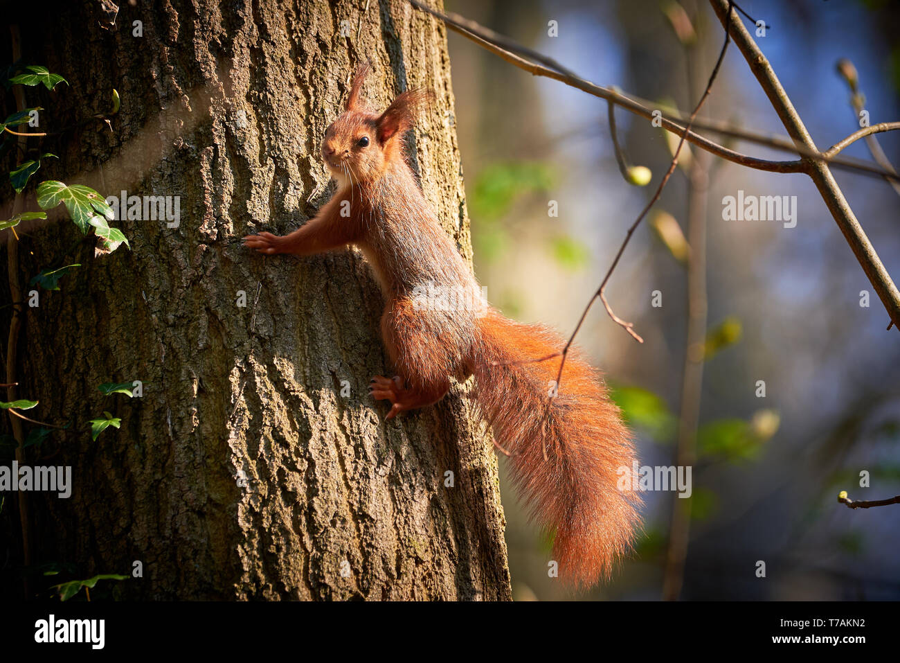 Red Squirrel Hanging On Tree (Sciurus vulgaris) Stock Photo