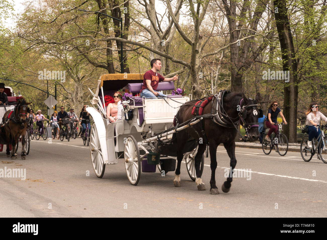 Tourists Enjoy Horse and Carriage Rides in Central Park in springtime