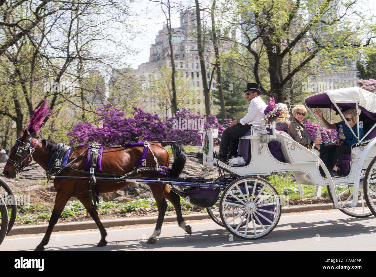Tourists Enjoy Horse and Carriage Rides in Central Park in springtime, New York City, USA Stock Photo